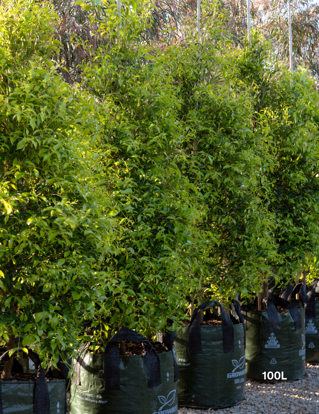 Acmena smithii 'Sublime' - Lilly Pilly - Evergreen Trees Direct