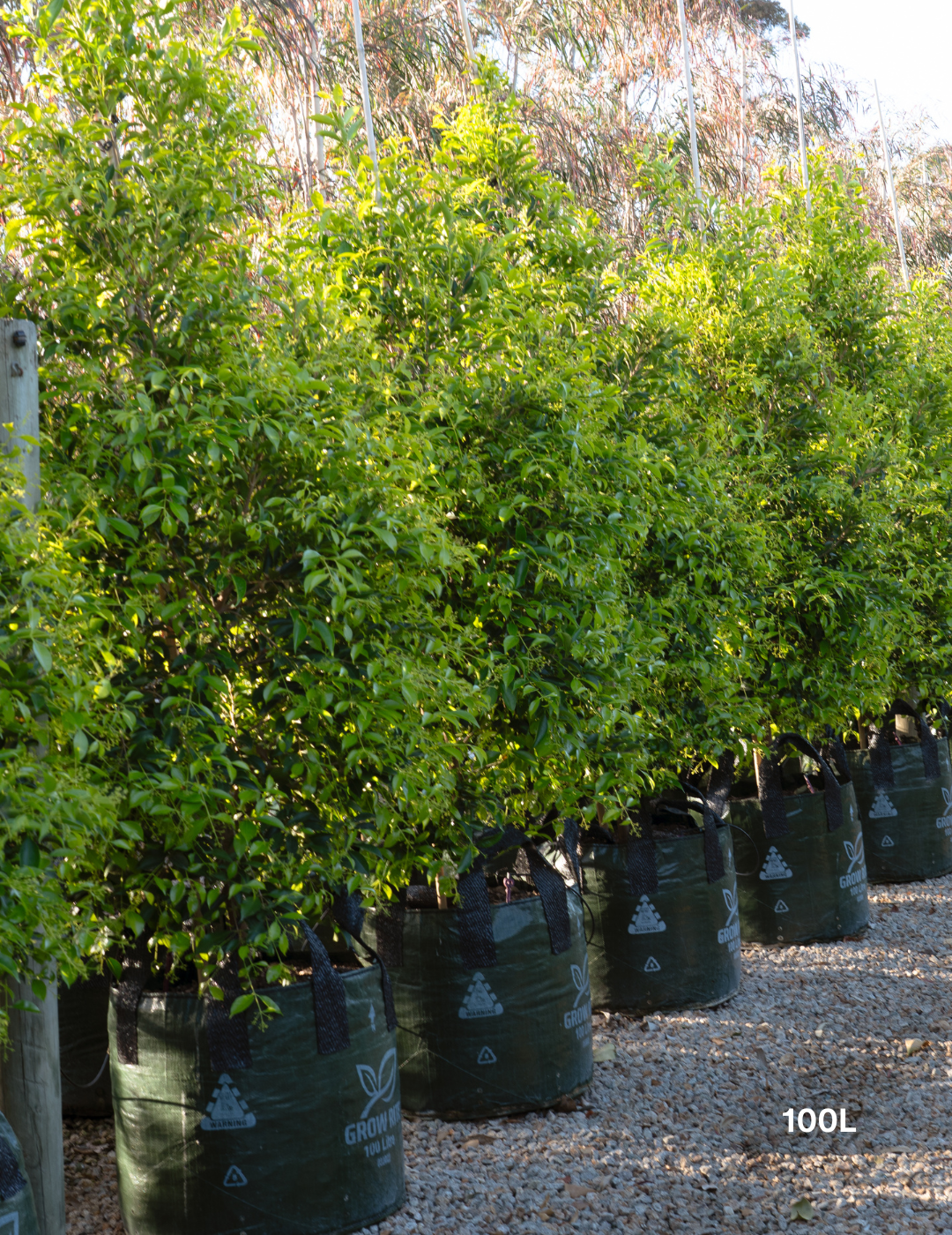 Acmena smithii 'Sublime' - Lilly Pilly - Evergreen Trees Direct