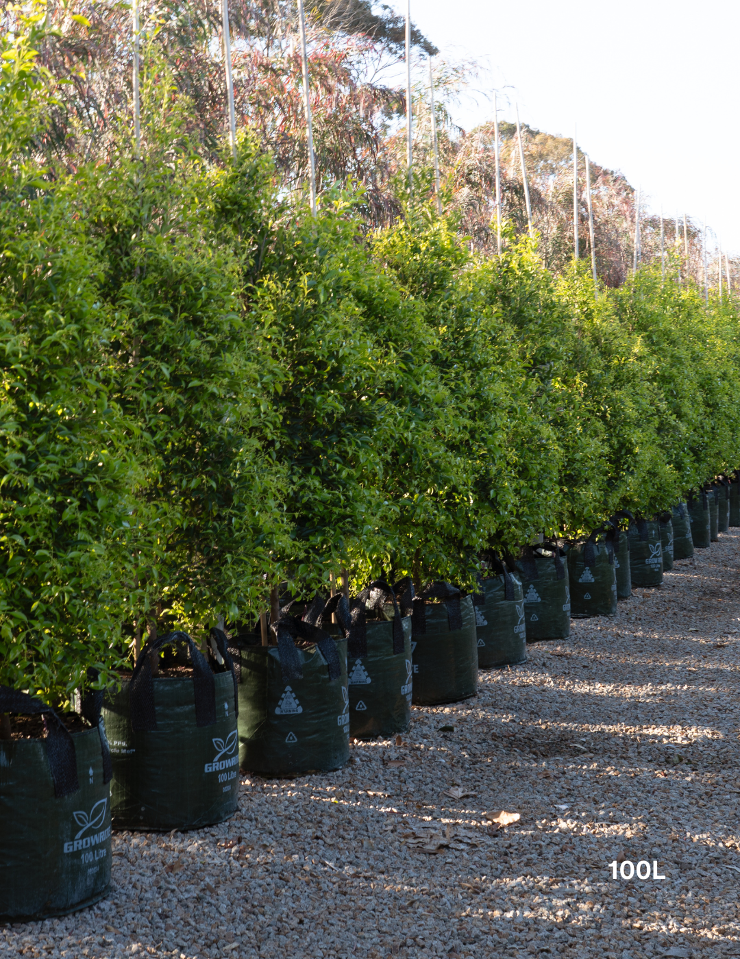 Acmena smithii 'Sublime' - Lilly Pilly - Evergreen Trees Direct