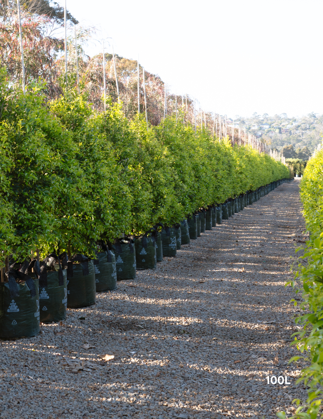 Acmena smithii 'Sublime' - Lilly Pilly - Evergreen Trees Direct