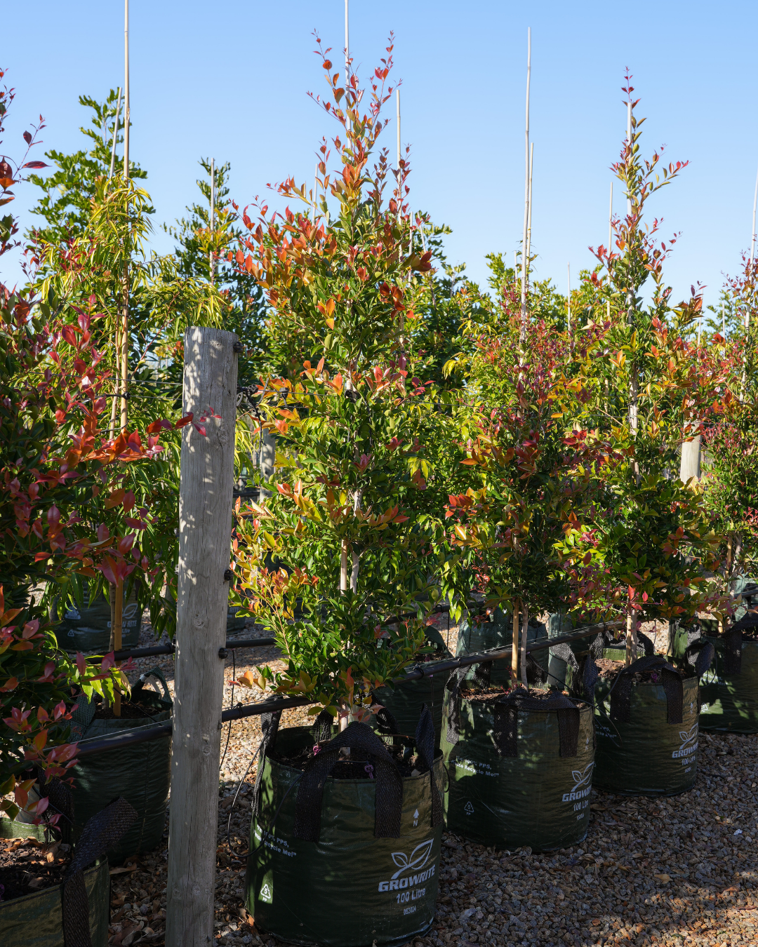 Acmena smithii 'Firescreen' - Lilly Pilly