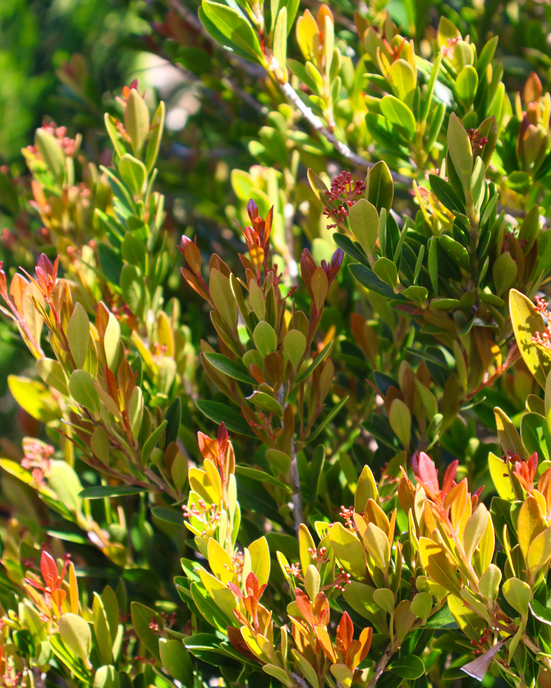 Acmena smithii 'Minor'