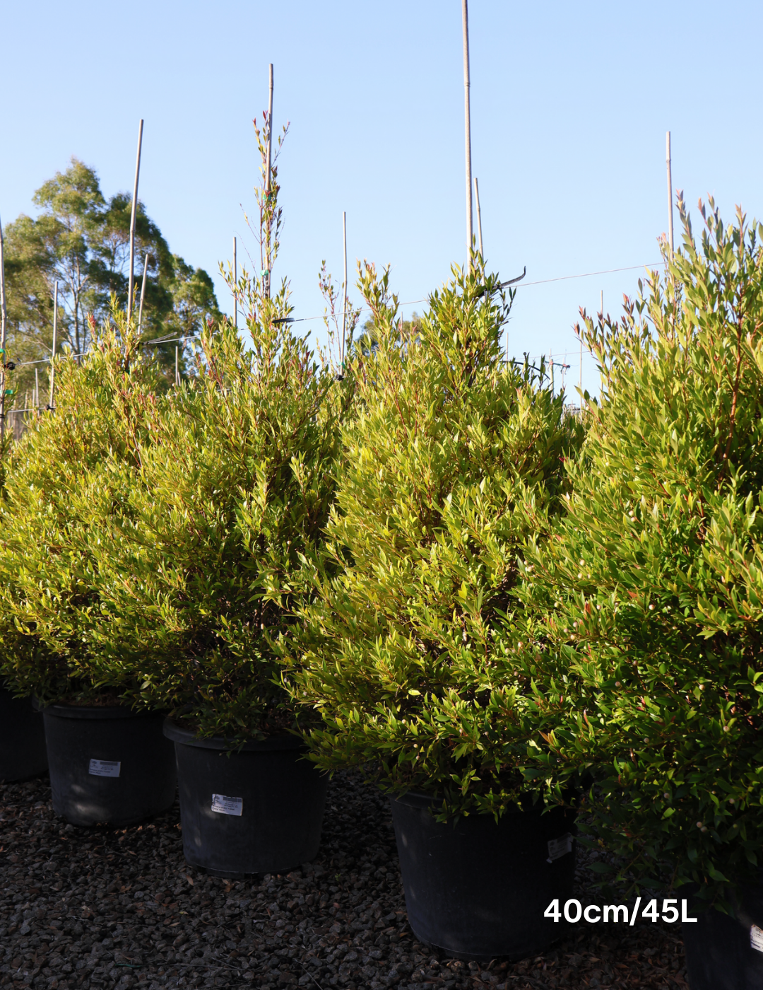Acmena smithii 'Forest Flame' - Lilly Pilly - Evergreen Trees Direct