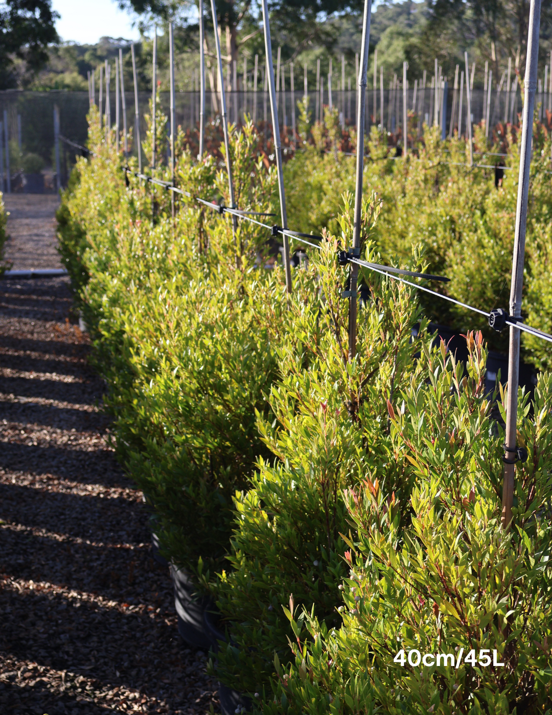 Acmena smithii 'Forest Flame' - Lilly Pilly - Evergreen Trees Direct