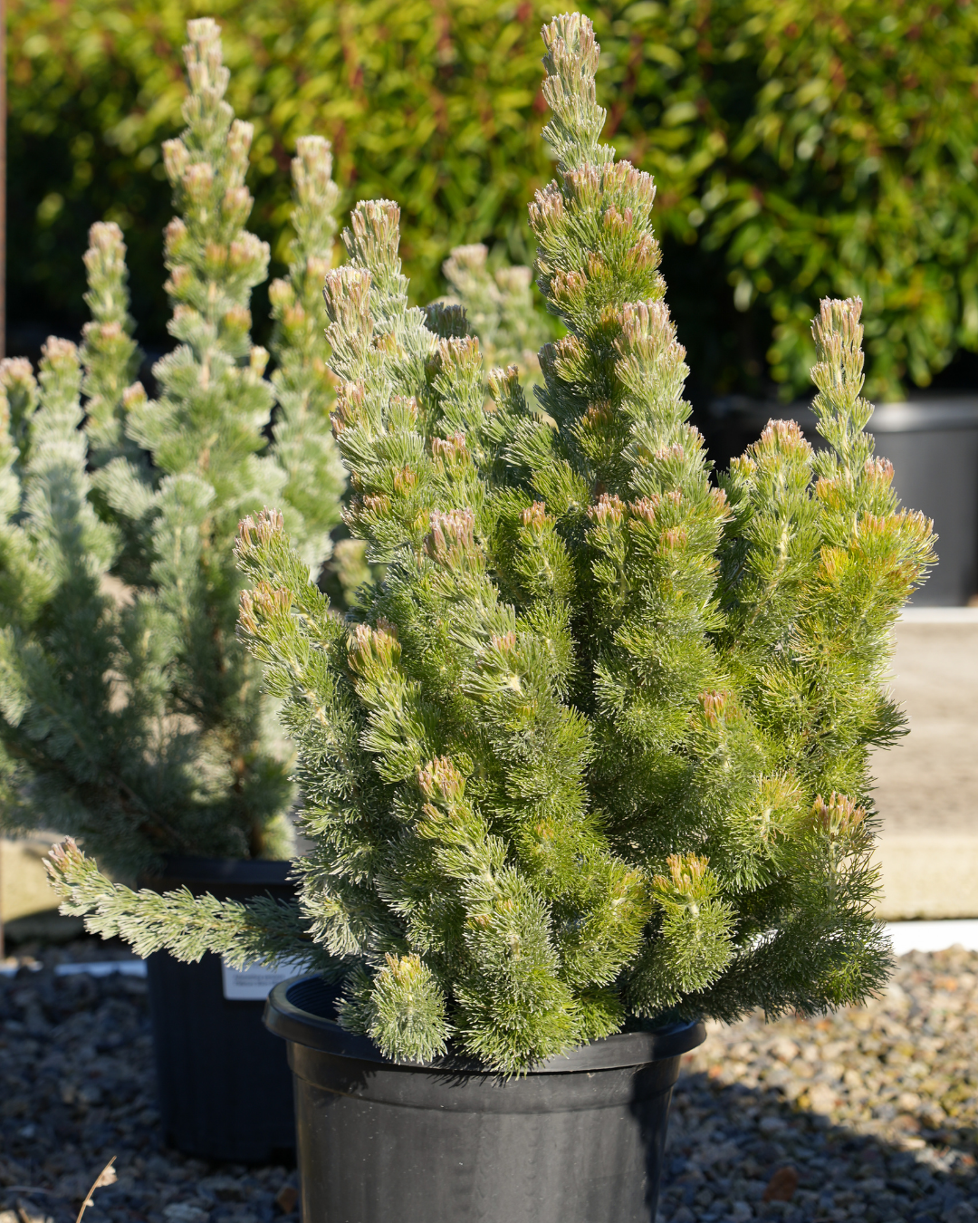 Adenanthos sericeus - Woolly Bush