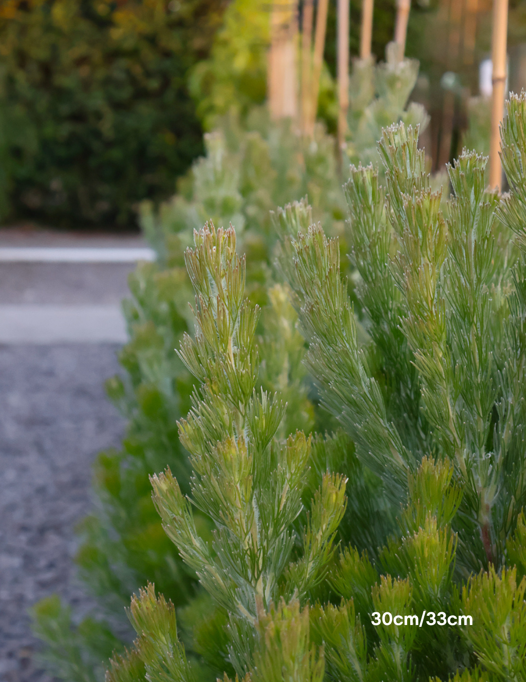 Adenanthos sericeus - Woolly Bush