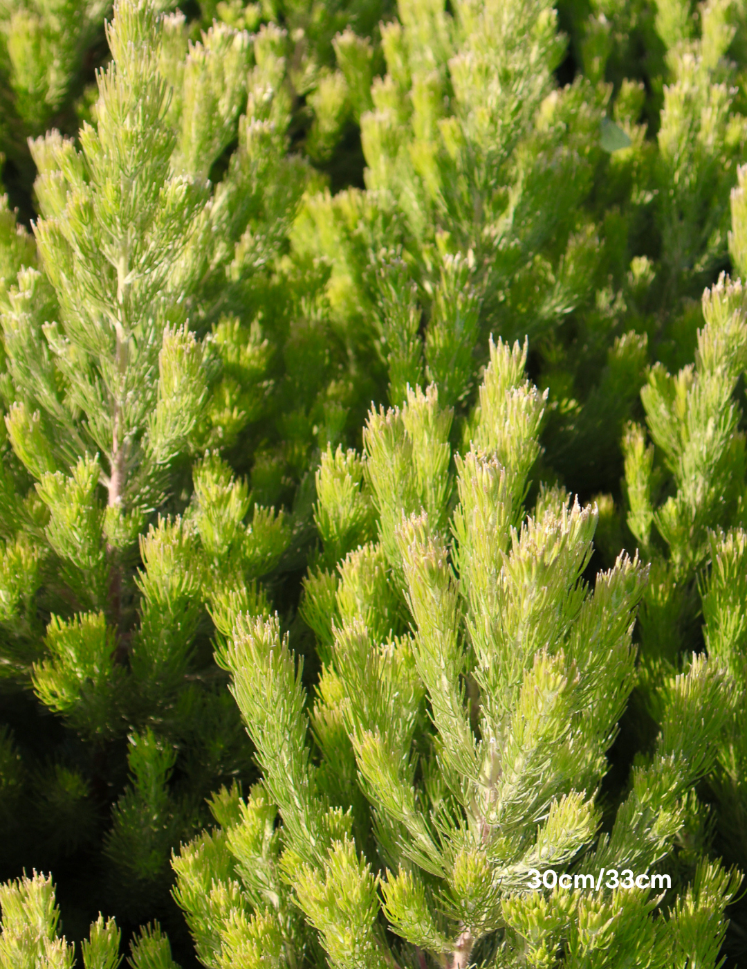 Adenanthos sericeus - Woolly Bush