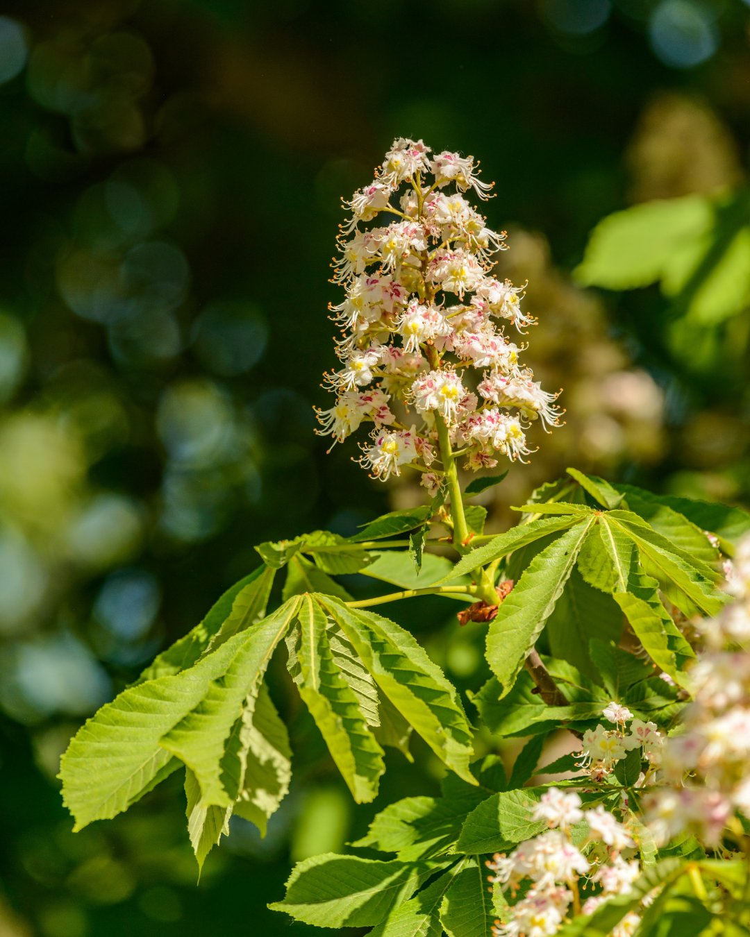 Aesculus hippocastanum – Horse Chestnut