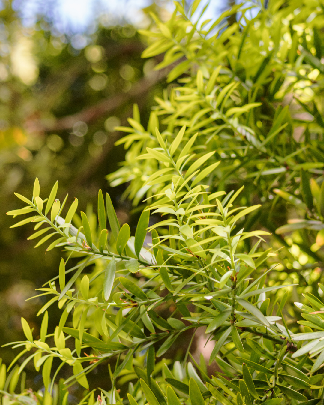 Afrocarpus falcatus – Podocarpus / Outeniqua Yellowwood