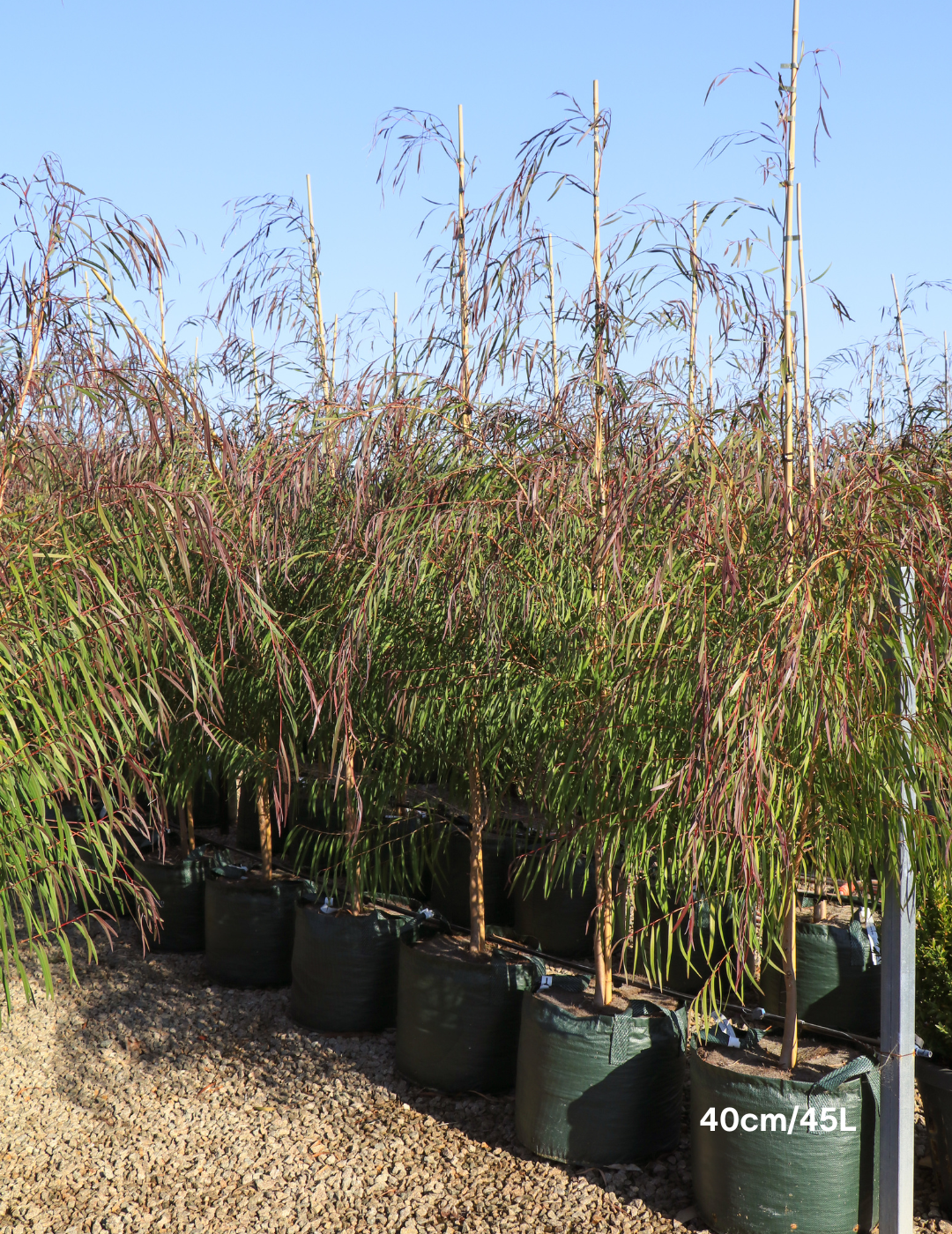 Agonis flexuosa 'Burgundy' - Burgundy Willow Myrtle - Evergreen Trees Direct