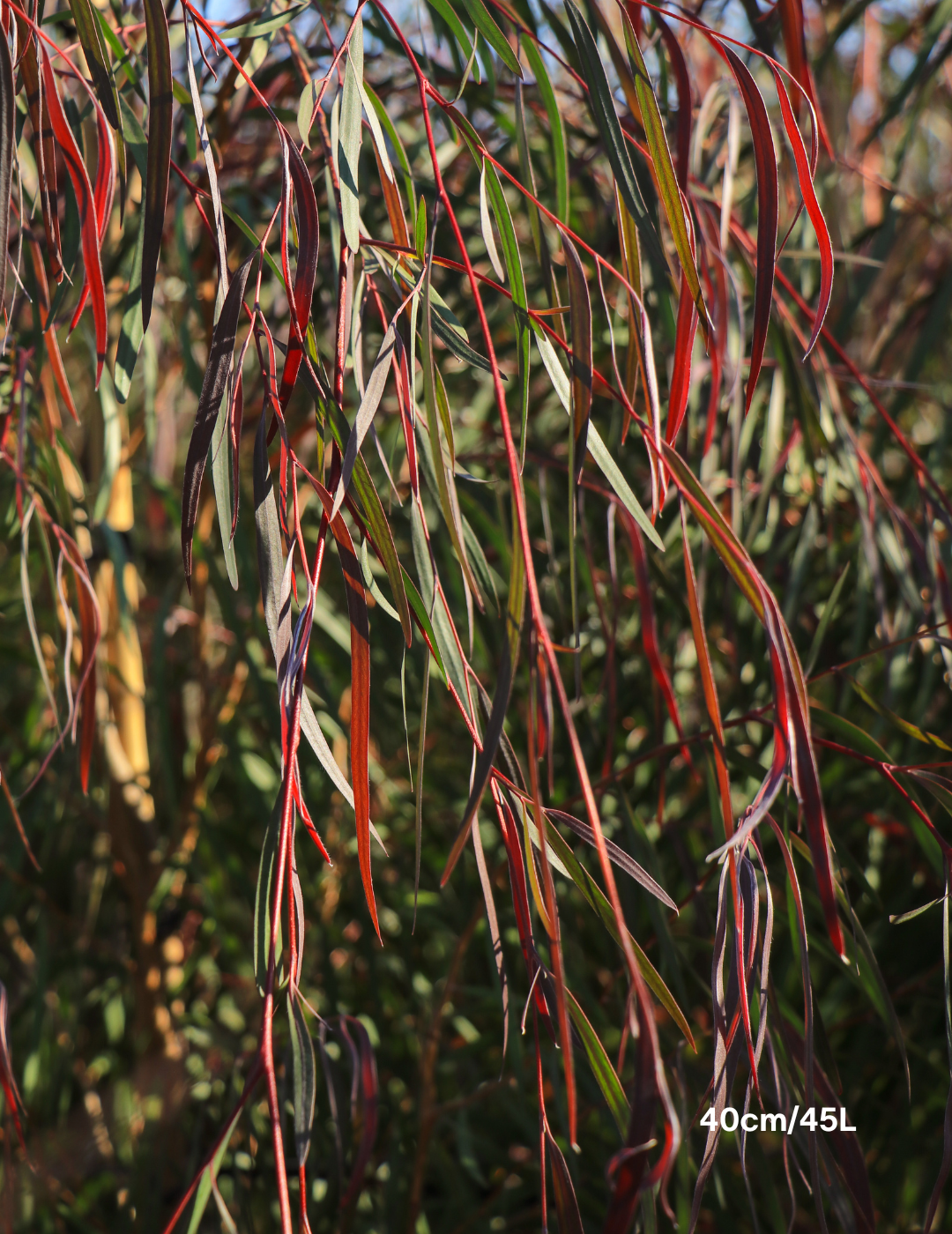 Agonis flexuosa 'Burgundy' - Burgundy Willow Myrtle - Evergreen Trees Direct