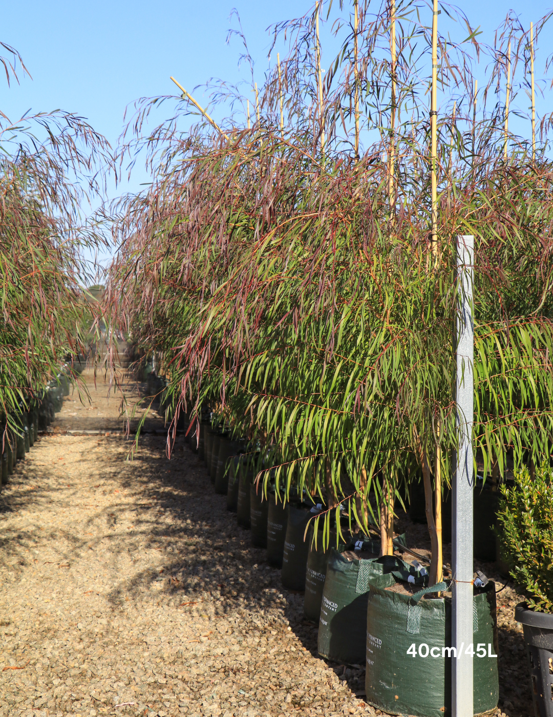 Agonis flexuosa 'Burgundy' - Burgundy Willow Myrtle - Evergreen Trees Direct