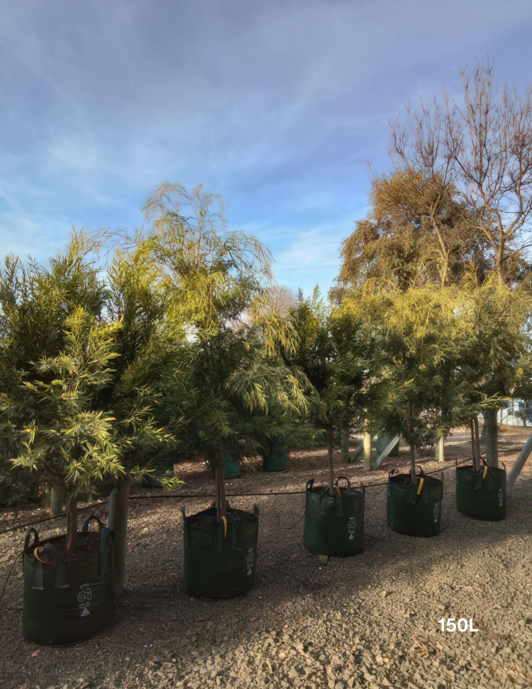 Agonis flexuosa 'Lemon & Lime' - Evergreen Trees Direct