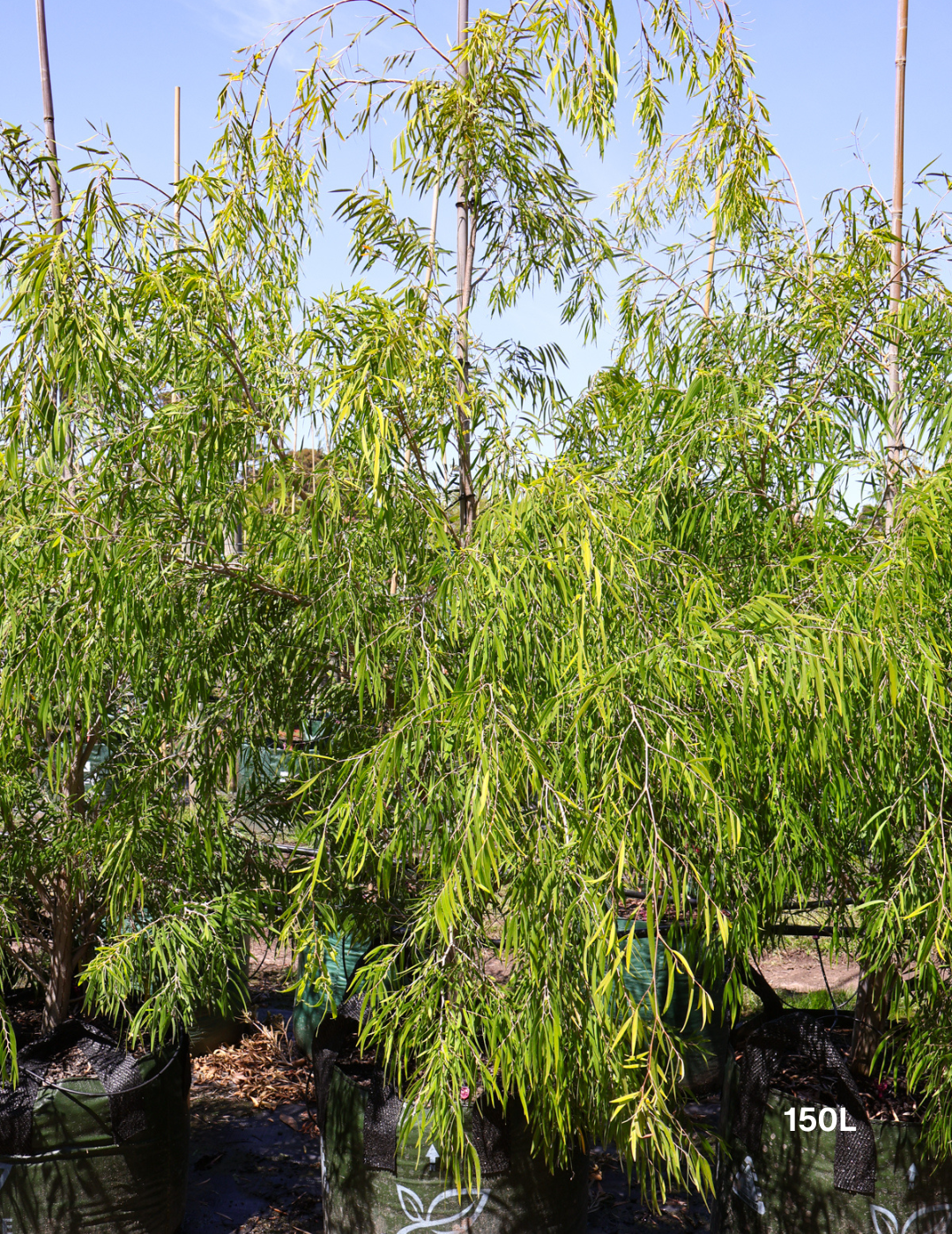 Agonis flexuosa 'Lemon & Lime' - Evergreen Trees Direct