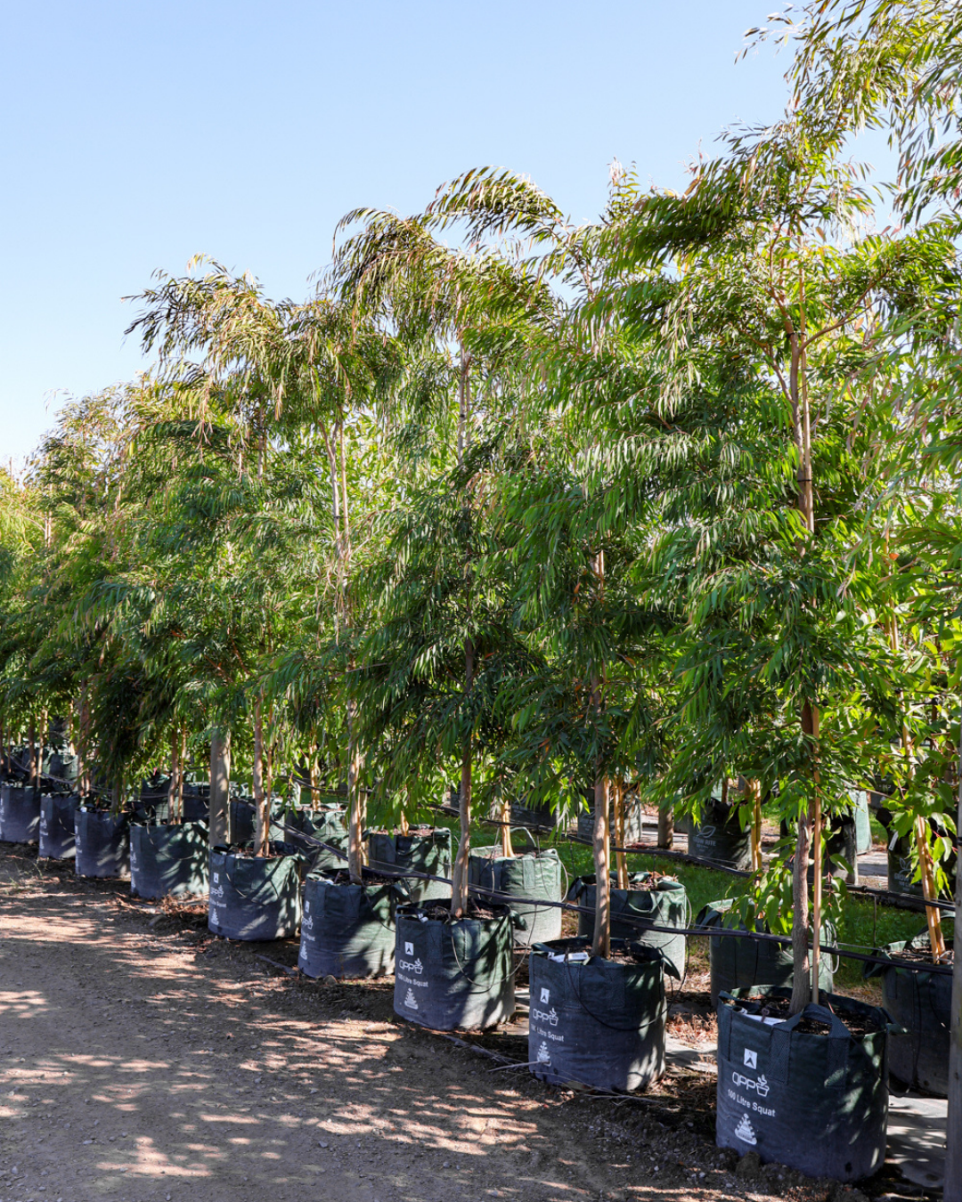 Agonis flexuosa Willow Myrtle Peppermint Tree