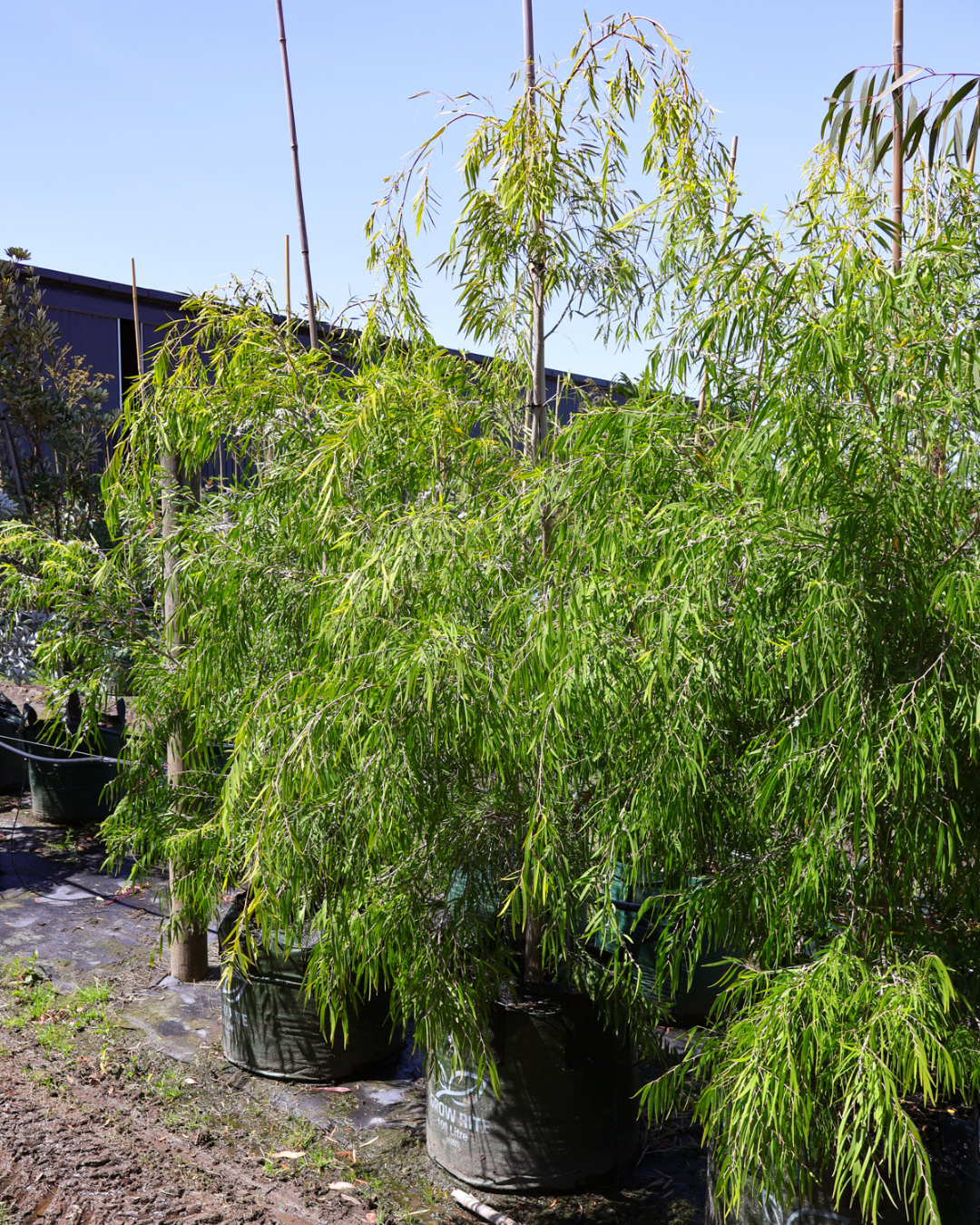 Agonis flexuosa 'Lemon & Lime'
