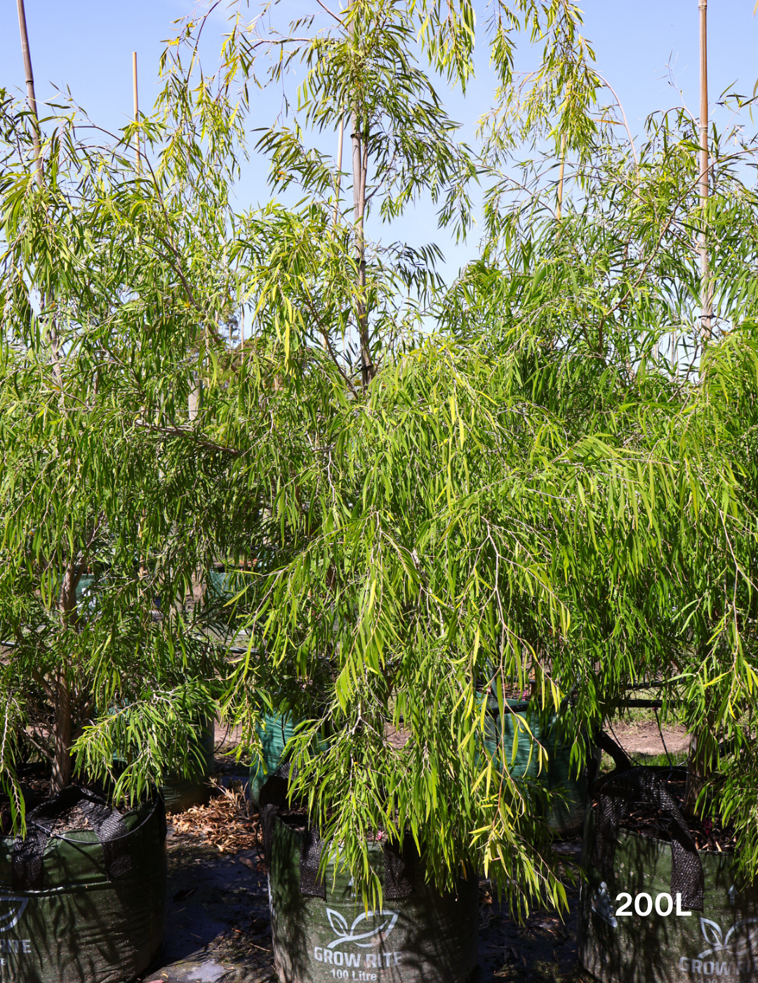 Agonis flexuosa 'Lemon & Lime' - Evergreen Trees Direct