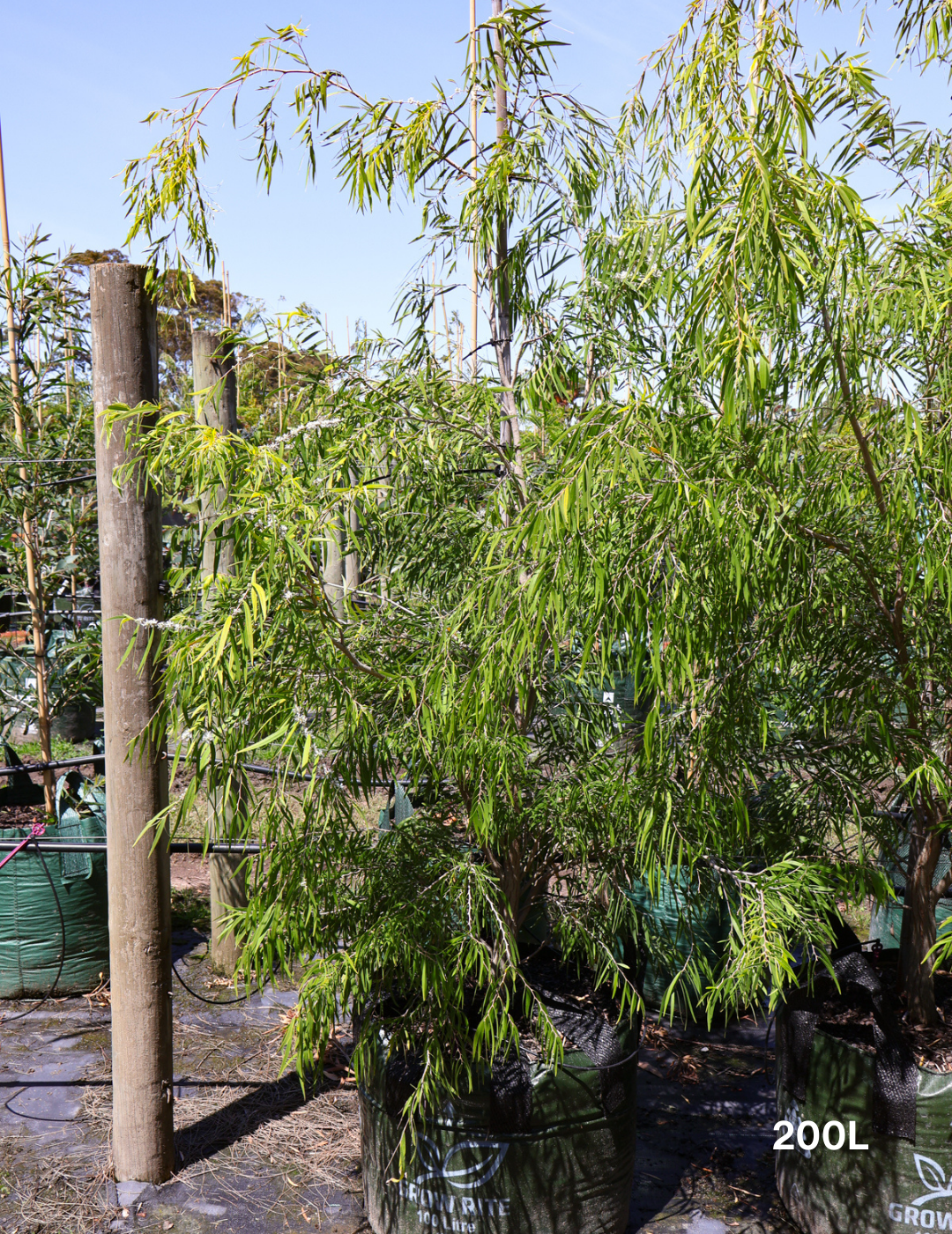 Agonis flexuosa 'Lemon & Lime' - Evergreen Trees Direct