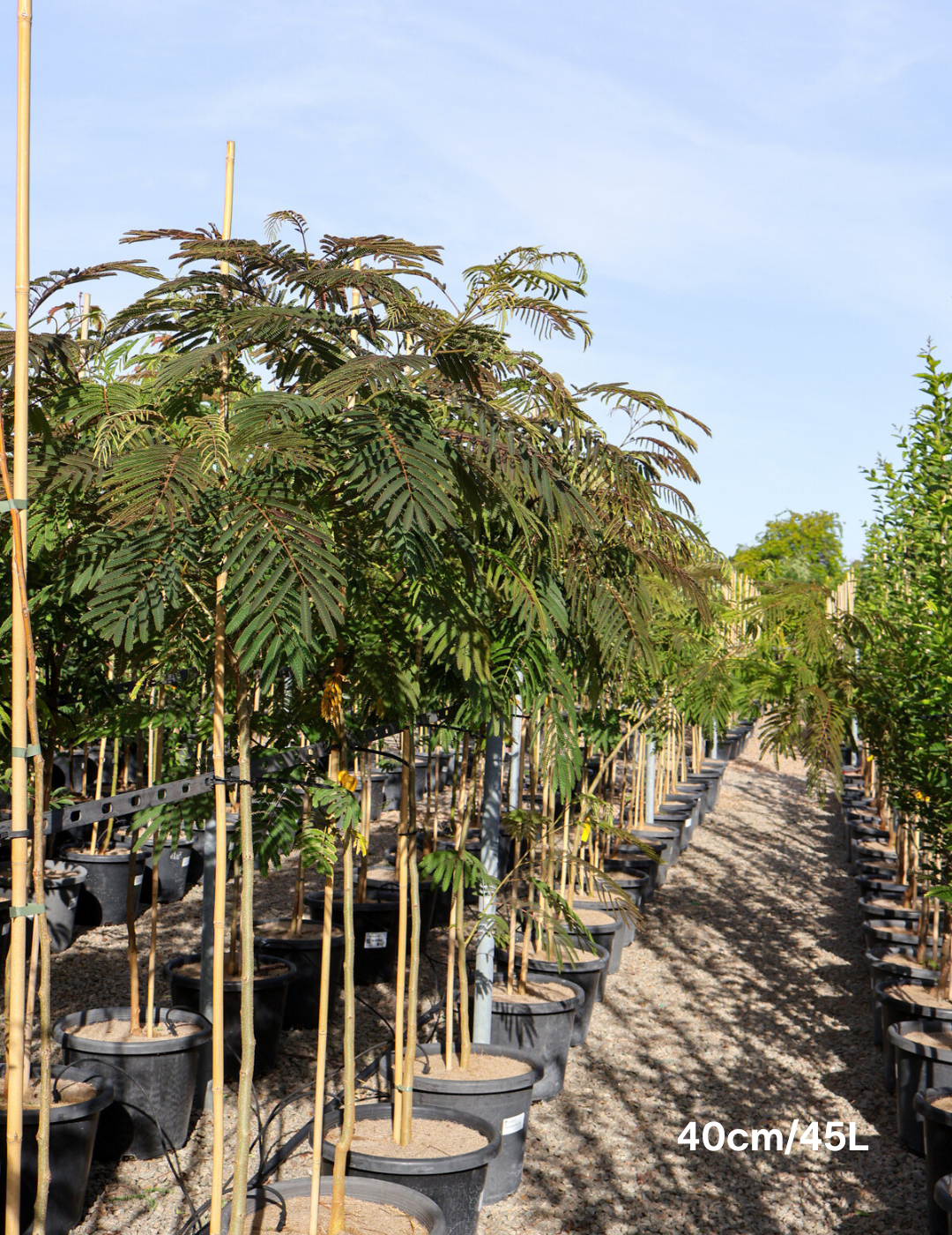 Albizia 'Persian Silk Tree' - Evergreen Trees Direct