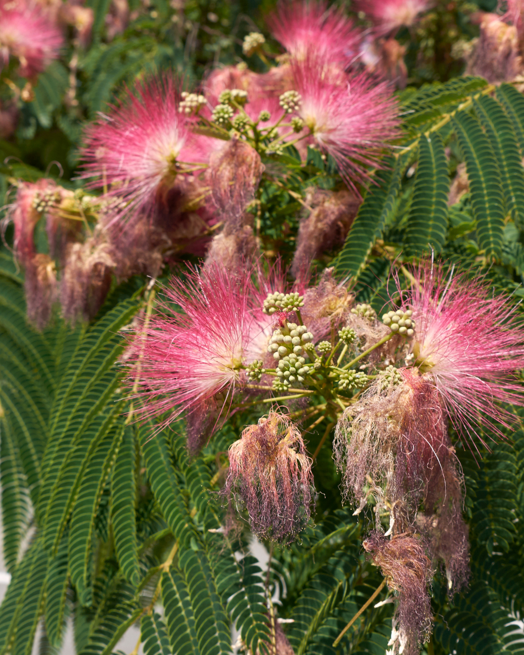 Albizia 'Persian Silk Tree'