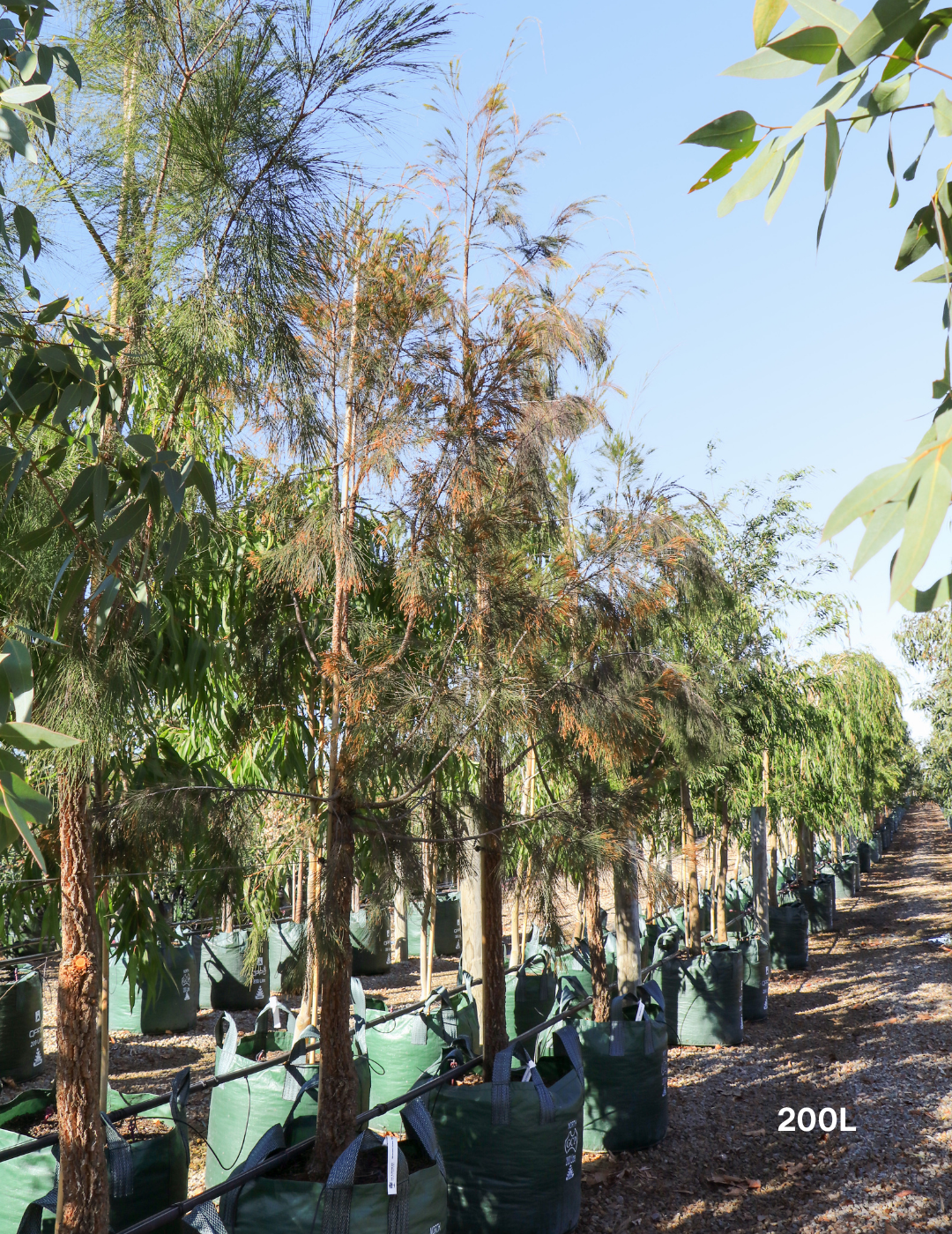 Allocasuarina torulosa - River She Oak - Evergreen Trees Direct