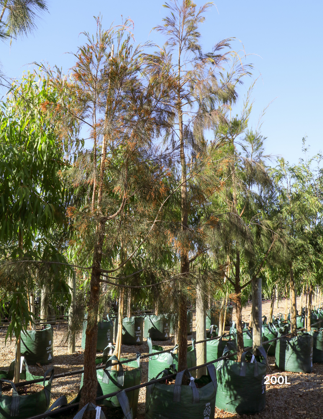 Allocasuarina torulosa - River She Oak - Evergreen Trees Direct