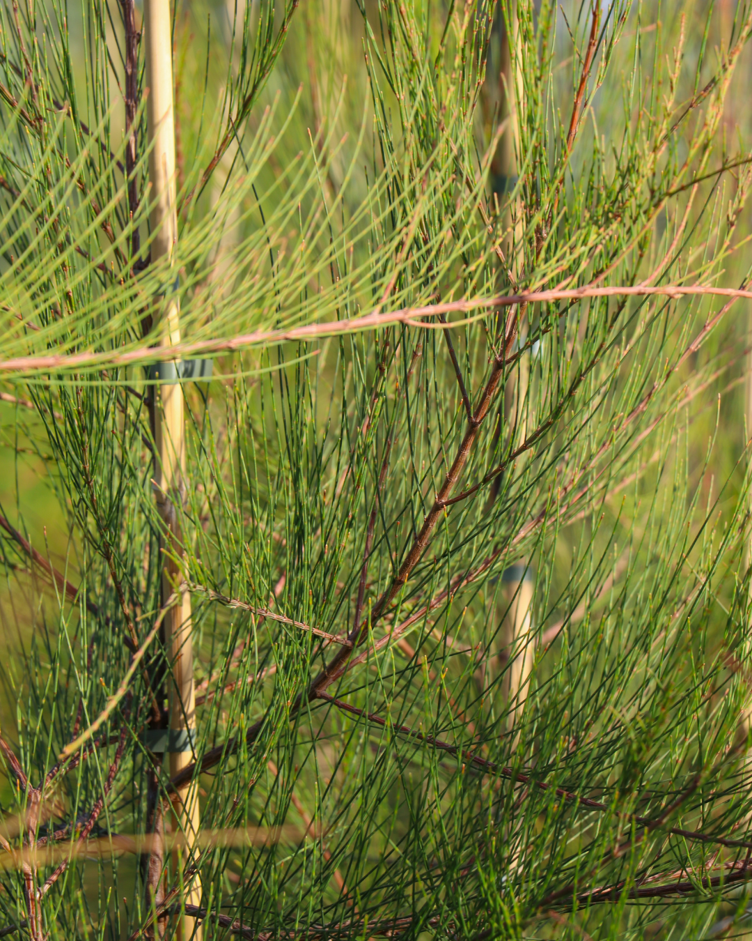 Allocasuarina littoralis - Black She Oak