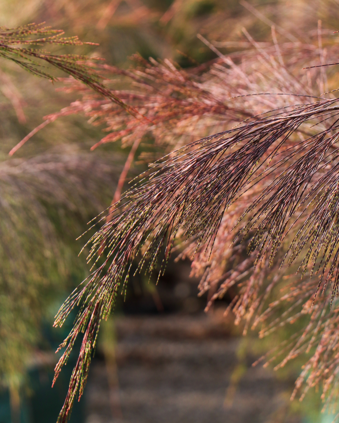 Allocasuarina torulosa - River She Oak