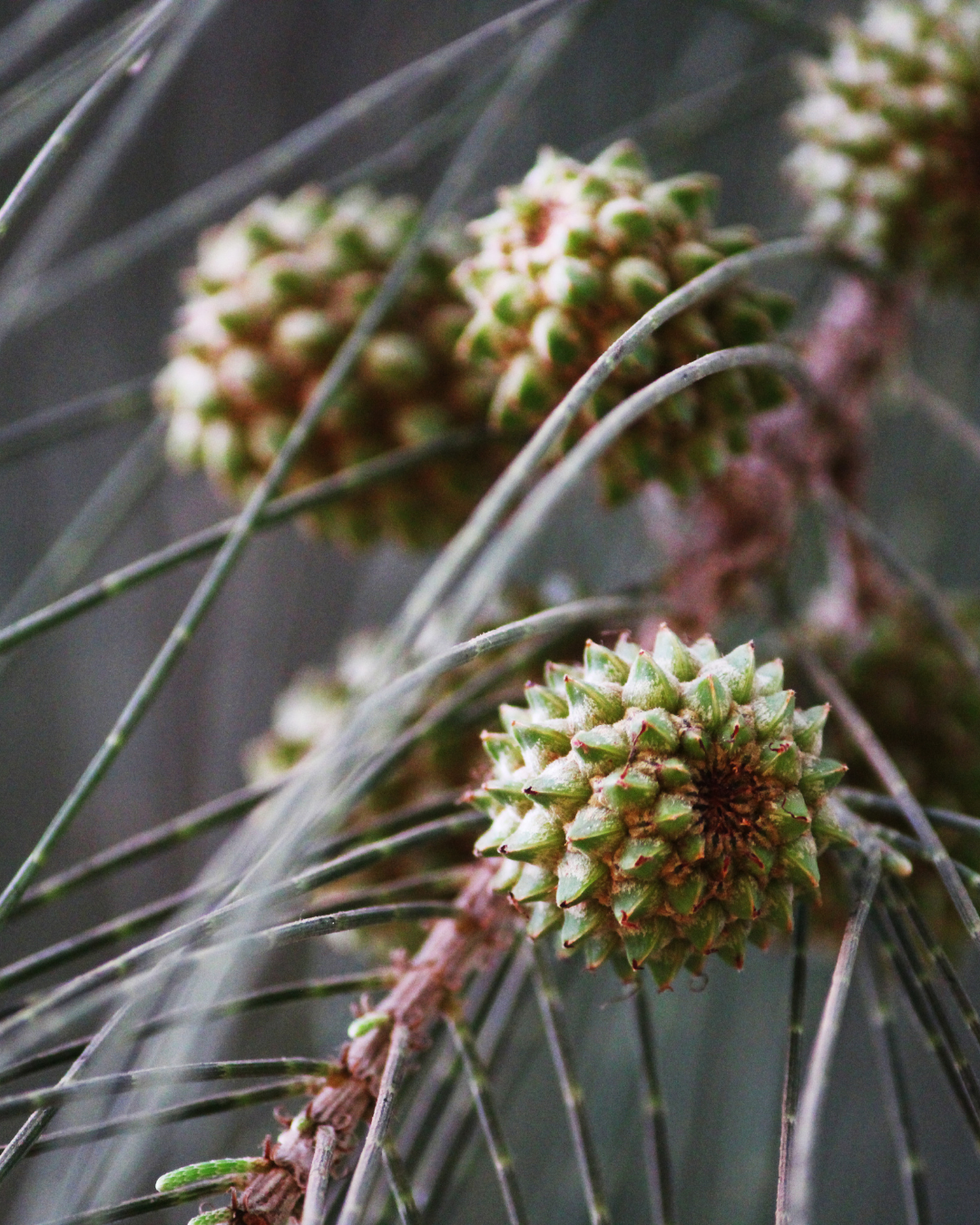 Allocasuarina verticillata - Drooping She Oak