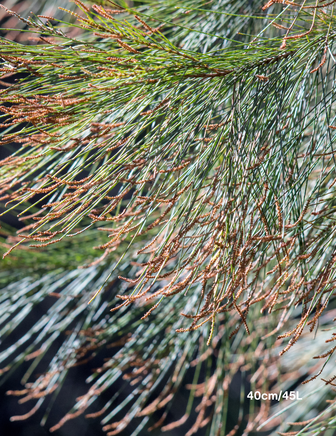 Allocasuarina littoralis - Black She Oak - Evergreen Trees Direct