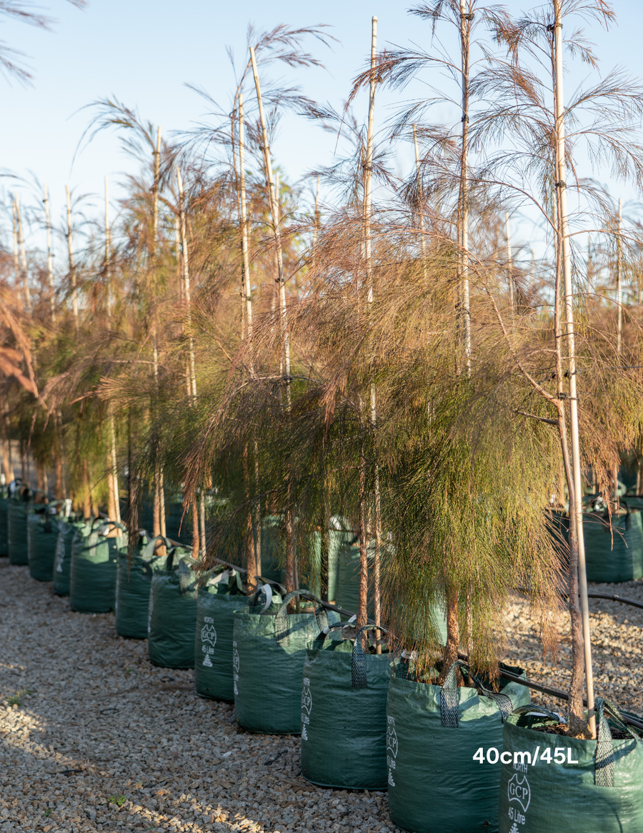 Allocasuarina torulosa - River She Oak - Evergreen Trees Direct