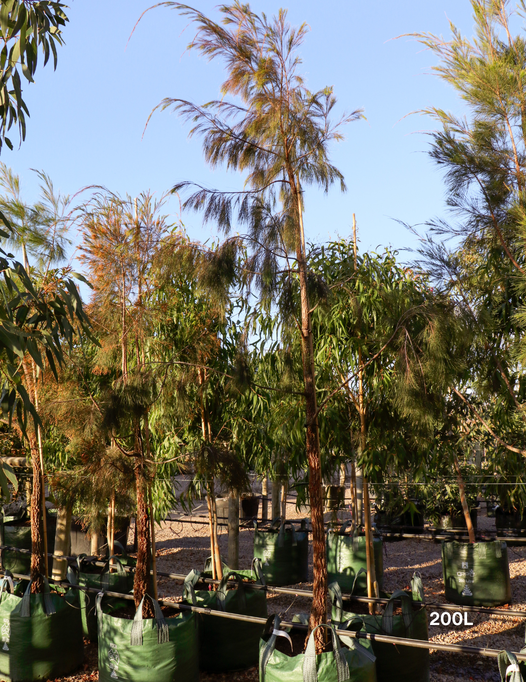 Allocasuarina torulosa - River She Oak - Evergreen Trees Direct