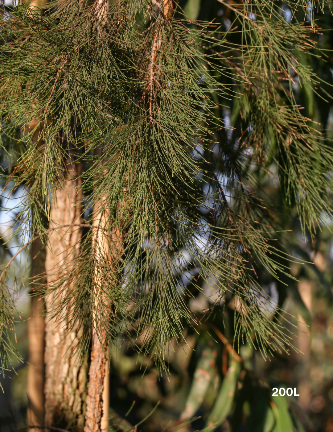 Allocasuarina torulosa - River She Oak - Evergreen Trees Direct
