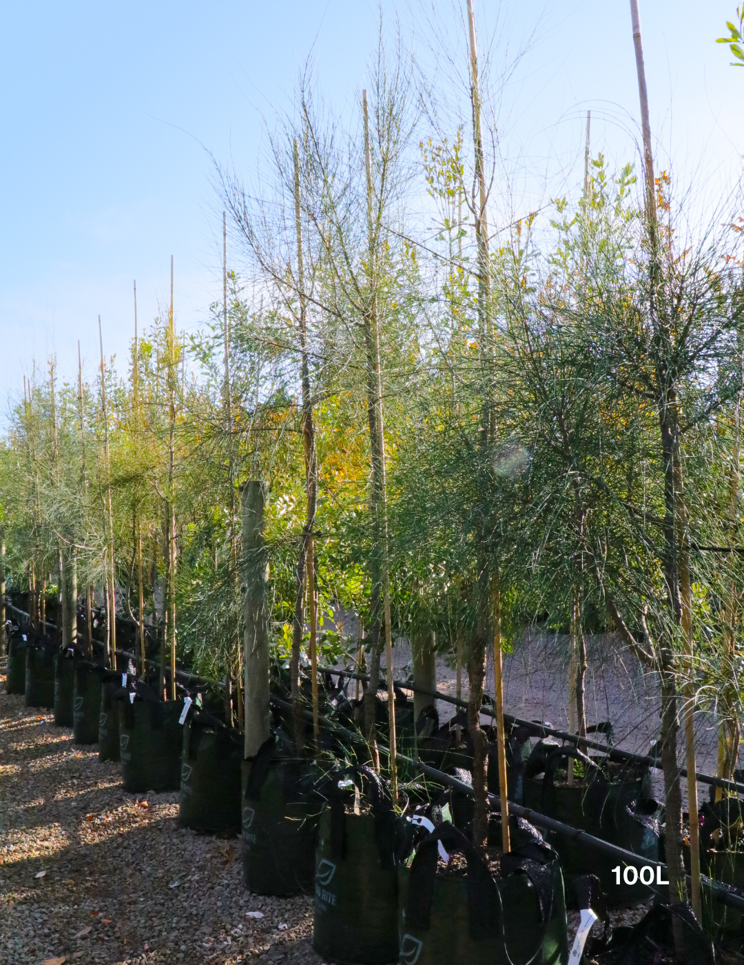 Allocasuarina verticillata - Drooping She Oak - Evergreen Trees Direct