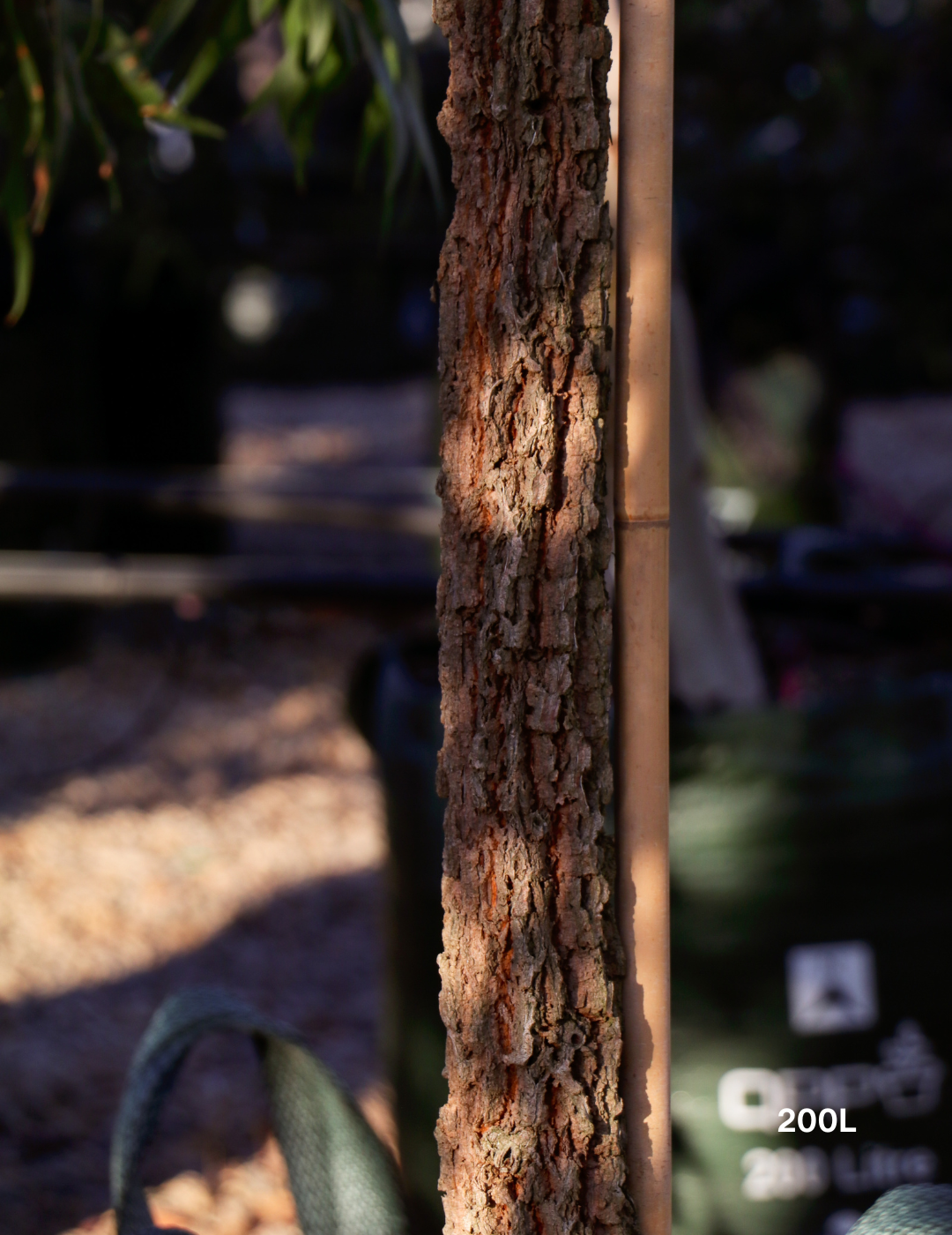 Allocasuarina torulosa - River She Oak - Evergreen Trees Direct