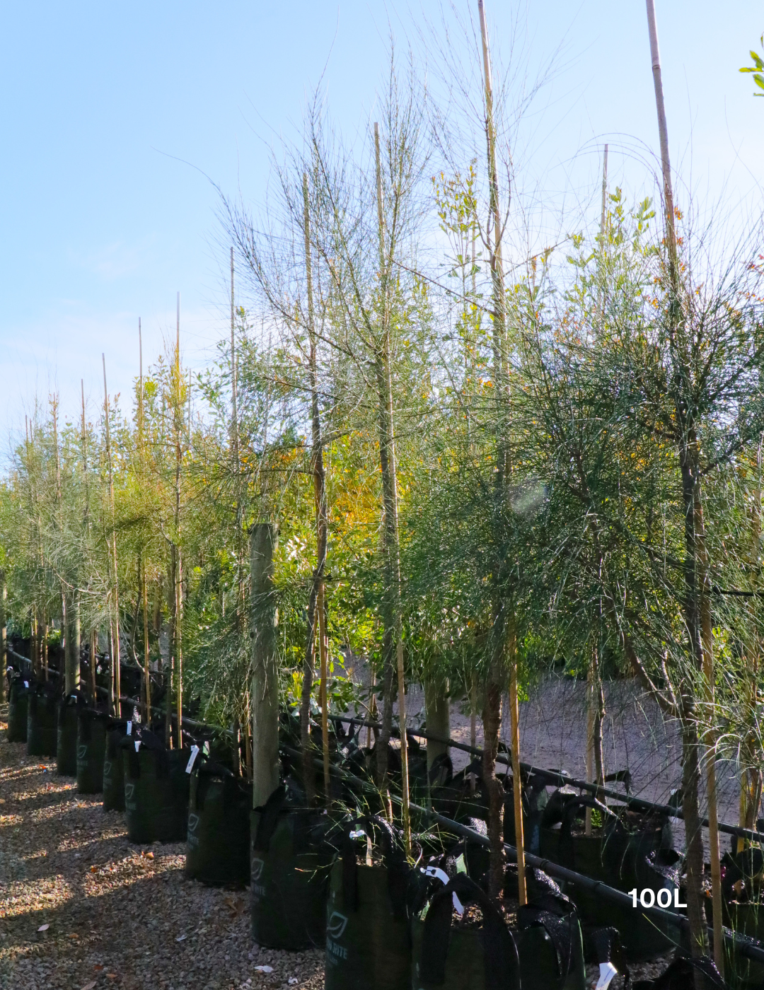 Allocasuarina verticillata - Drooping She Oak - Evergreen Trees Direct