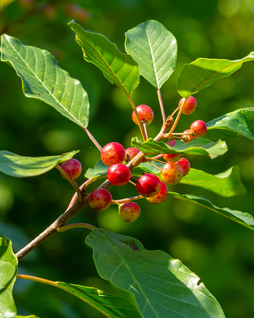 Alnus jorullensis - Mexican alder