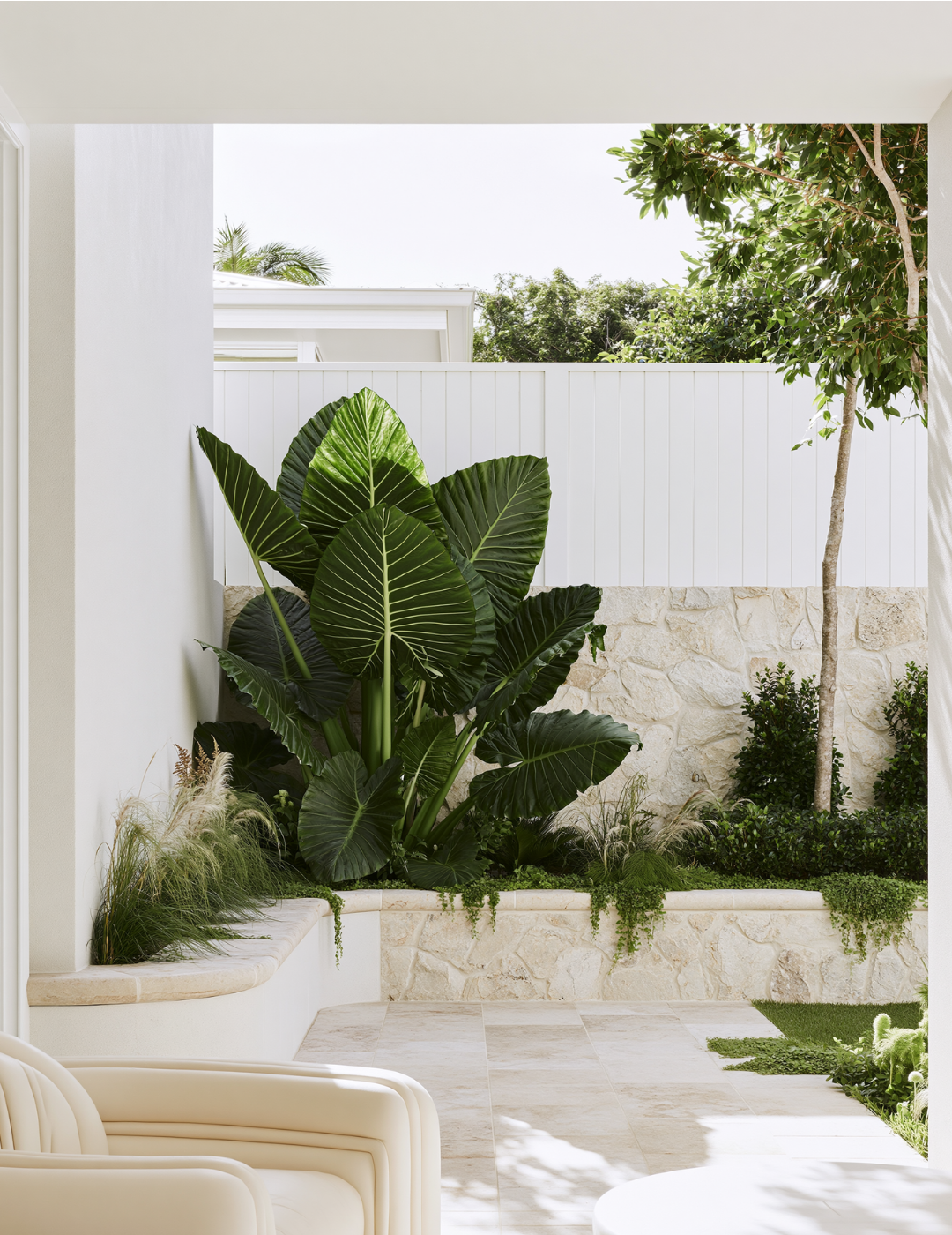 Alocasia macrorrhizos – Giant Elephant Ear