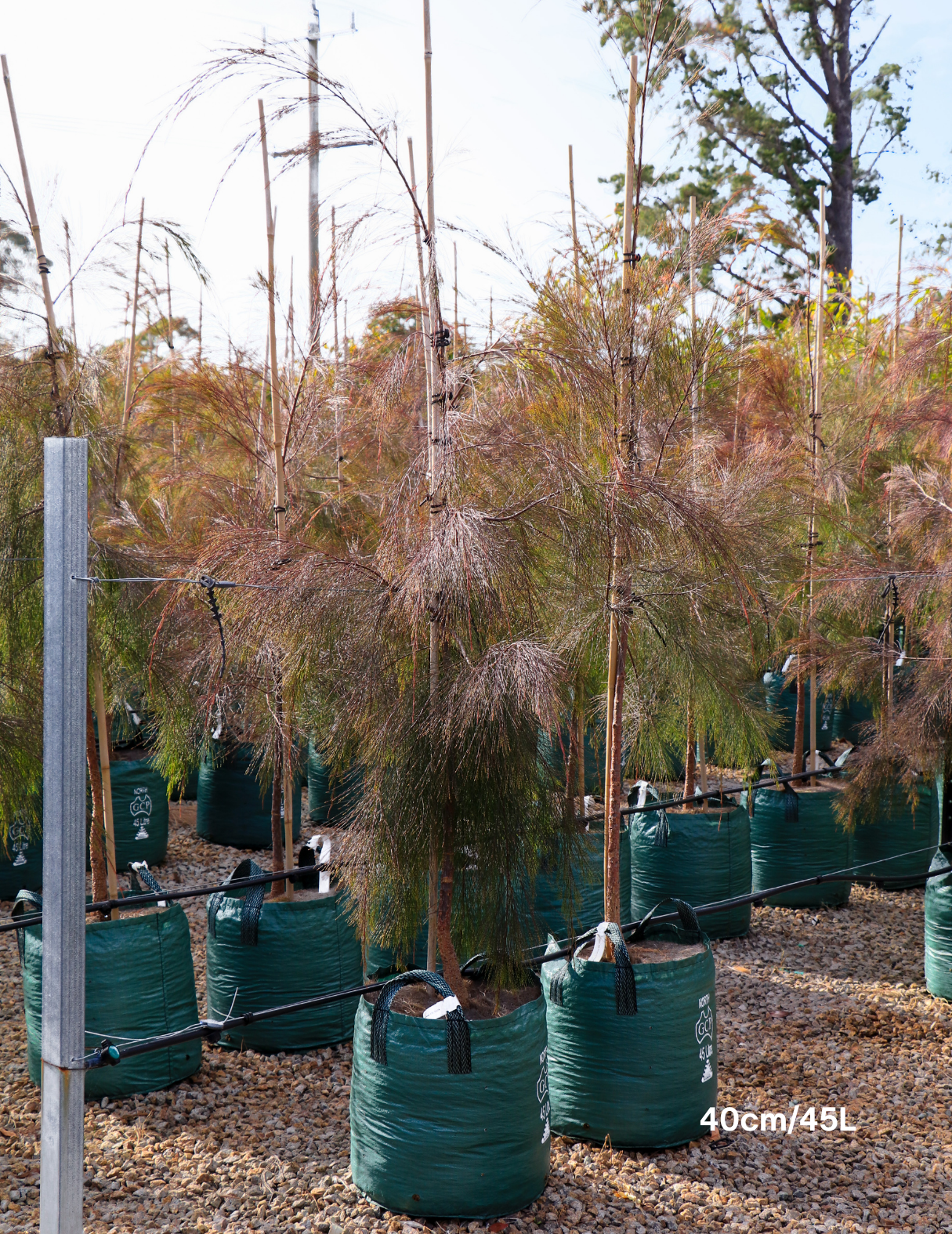 Allocasuarina torulosa - River She Oak - Evergreen Trees Direct