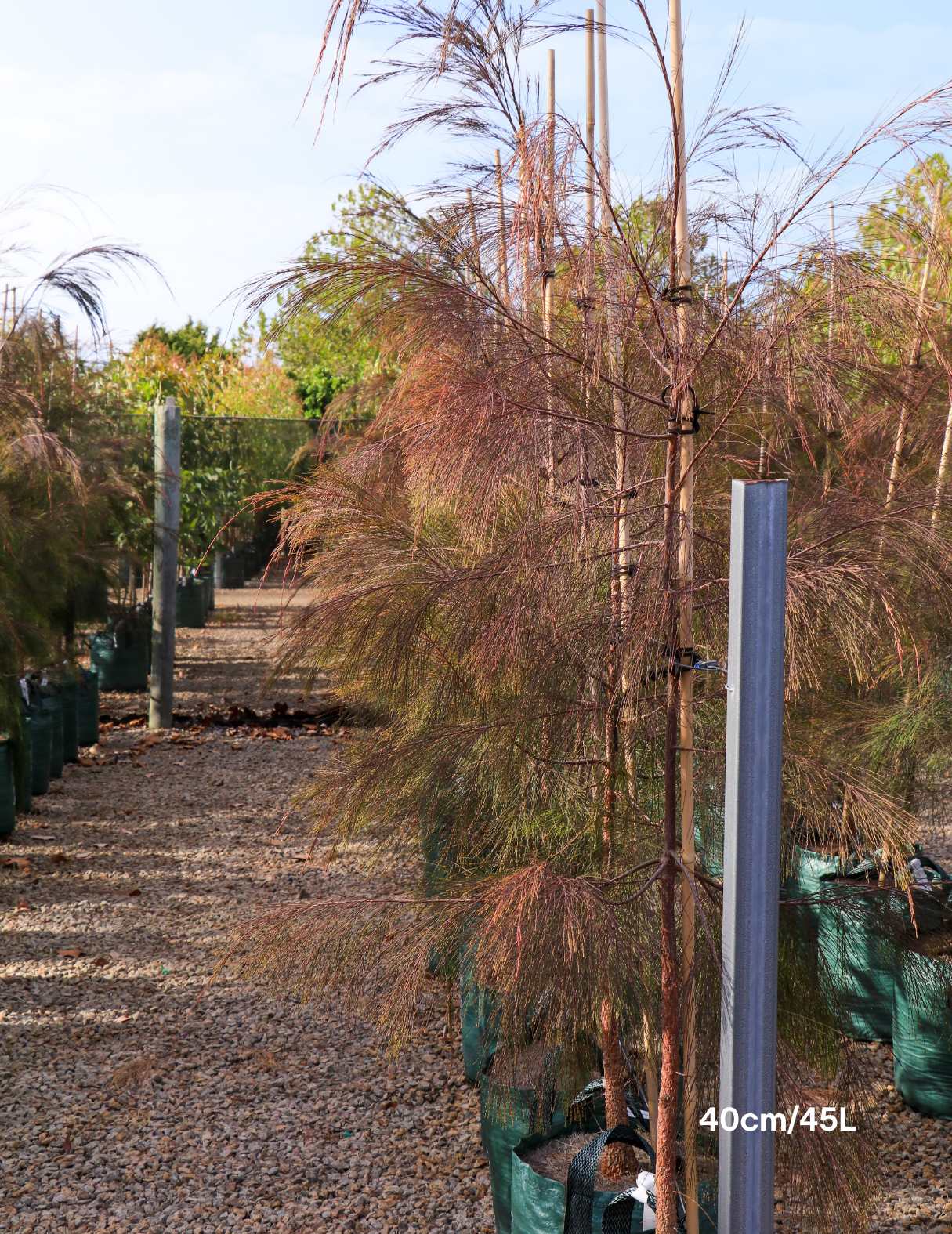 Allocasuarina torulosa - River She Oak - Evergreen Trees Direct