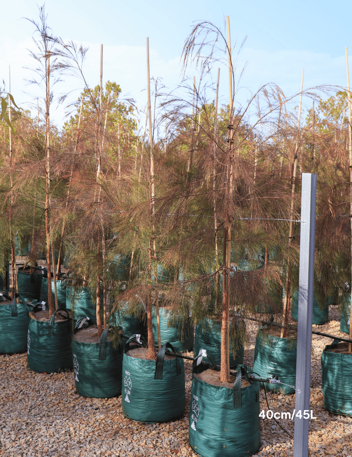 Allocasuarina torulosa – River She Oak tree