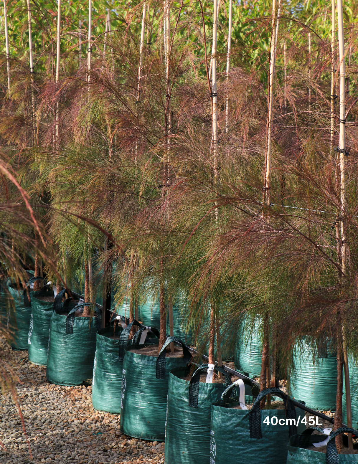 Allocasuarina torulosa - River She Oak - Evergreen Trees Direct