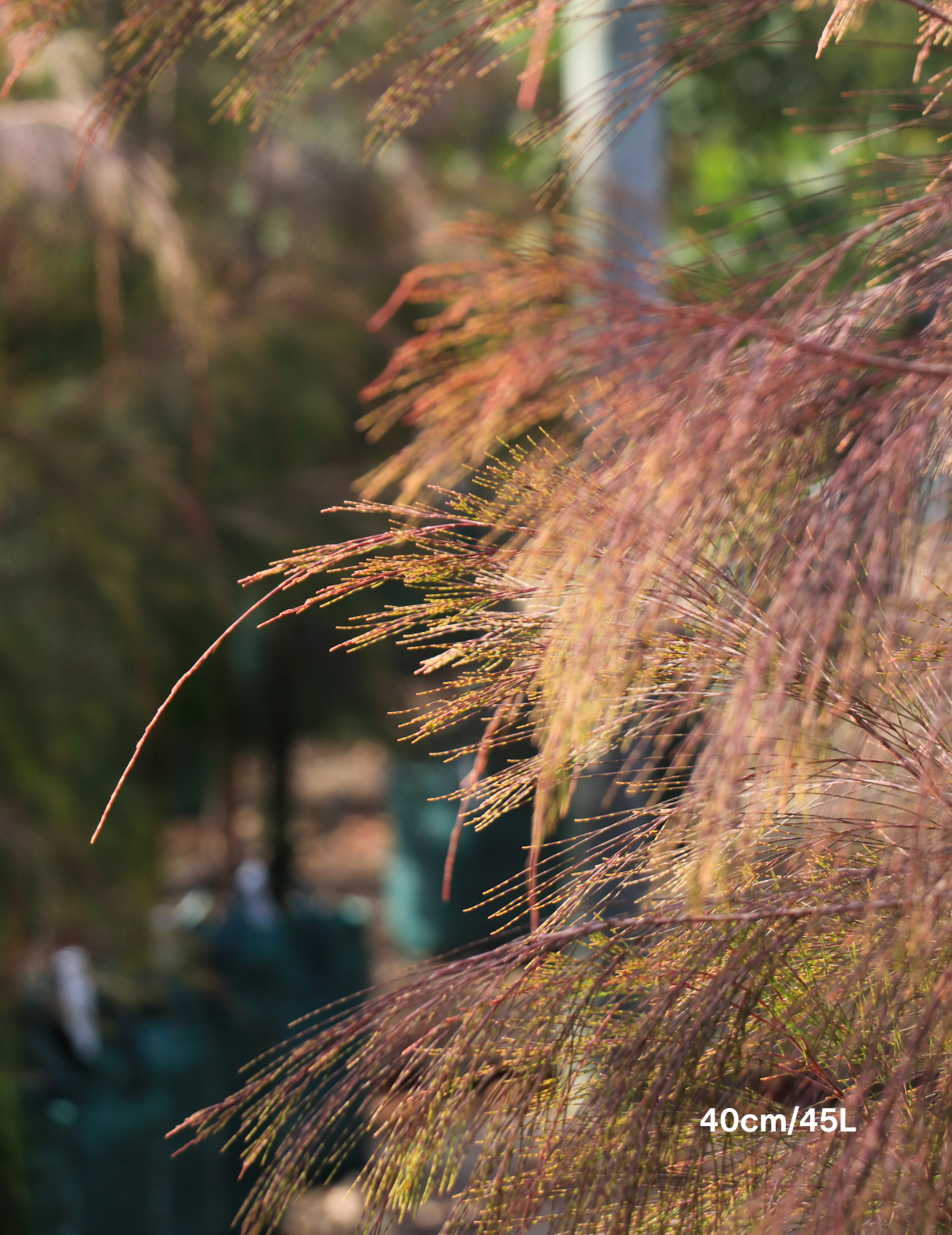Allocasuarina torulosa - River She Oak - Evergreen Trees Direct