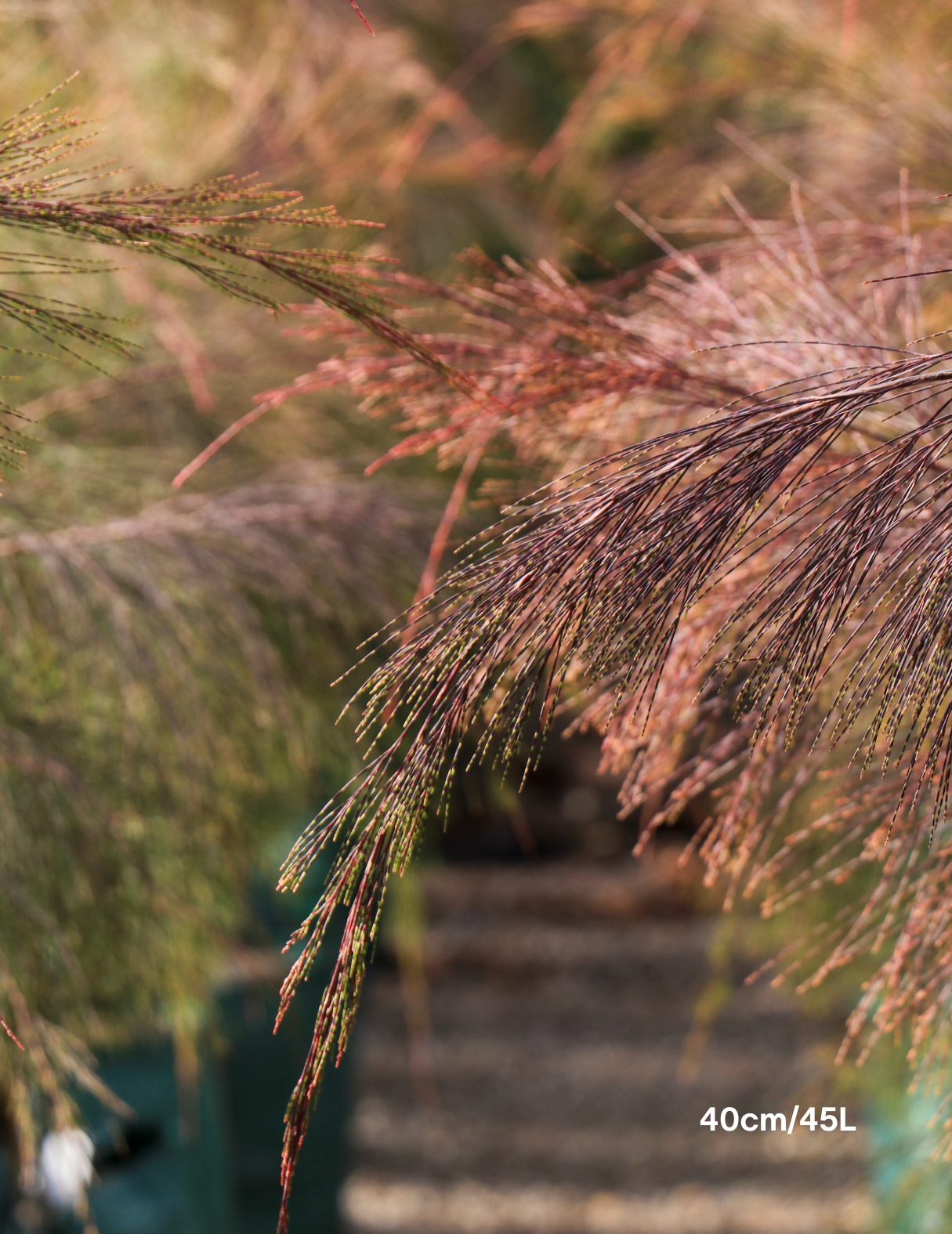 Allocasuarina torulosa - River She Oak - Evergreen Trees Direct