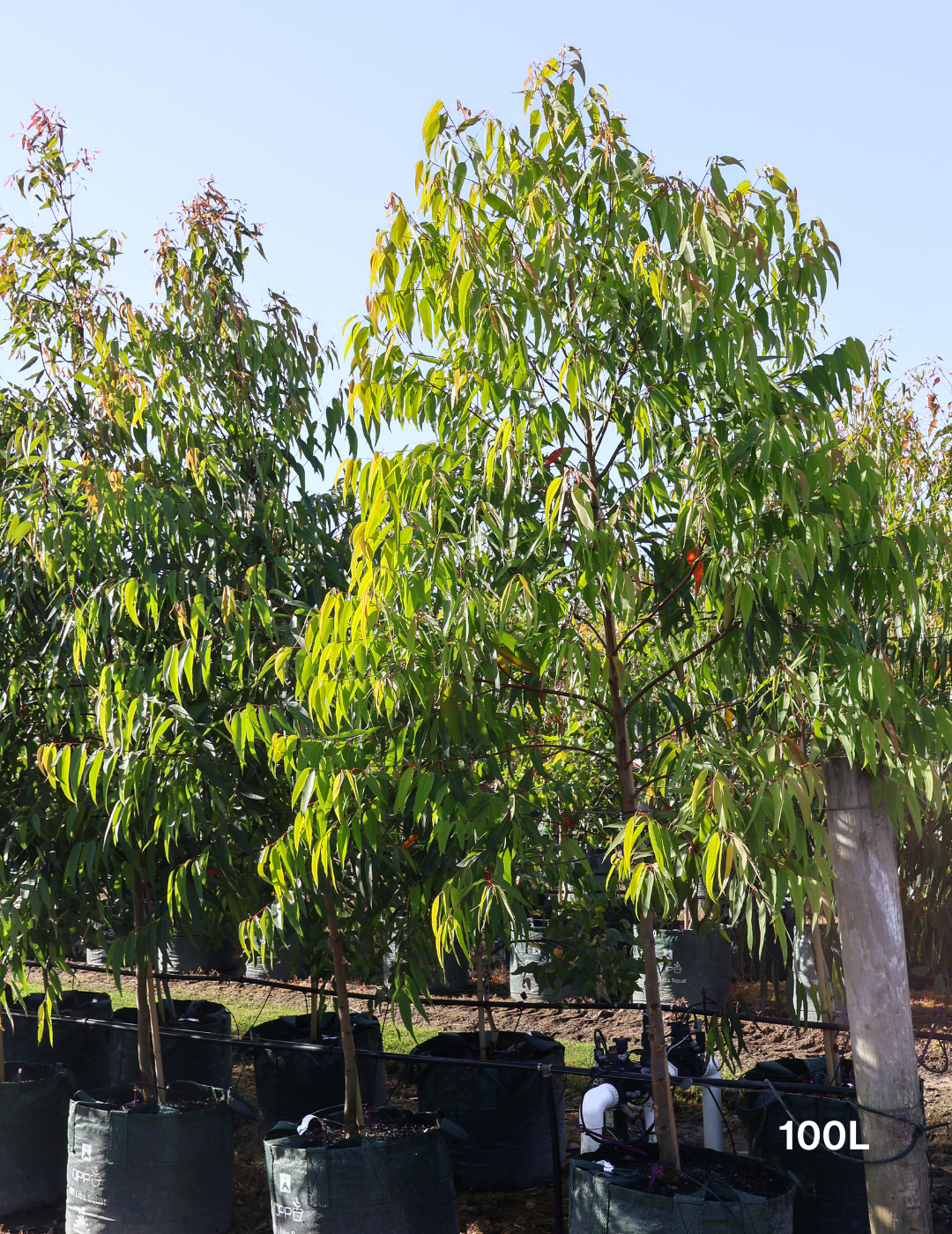 Angophora costata - Sydney Red Gum - Evergreen Trees Direct