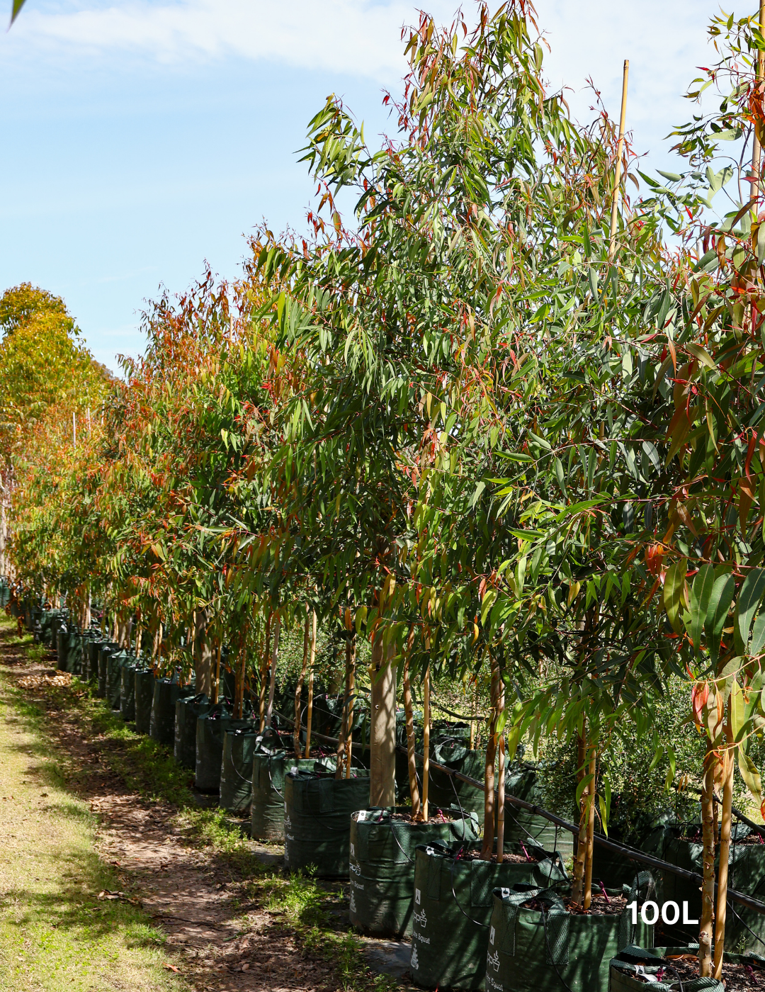 Angophora costata - Sydney Red Gum - Evergreen Trees Direct
