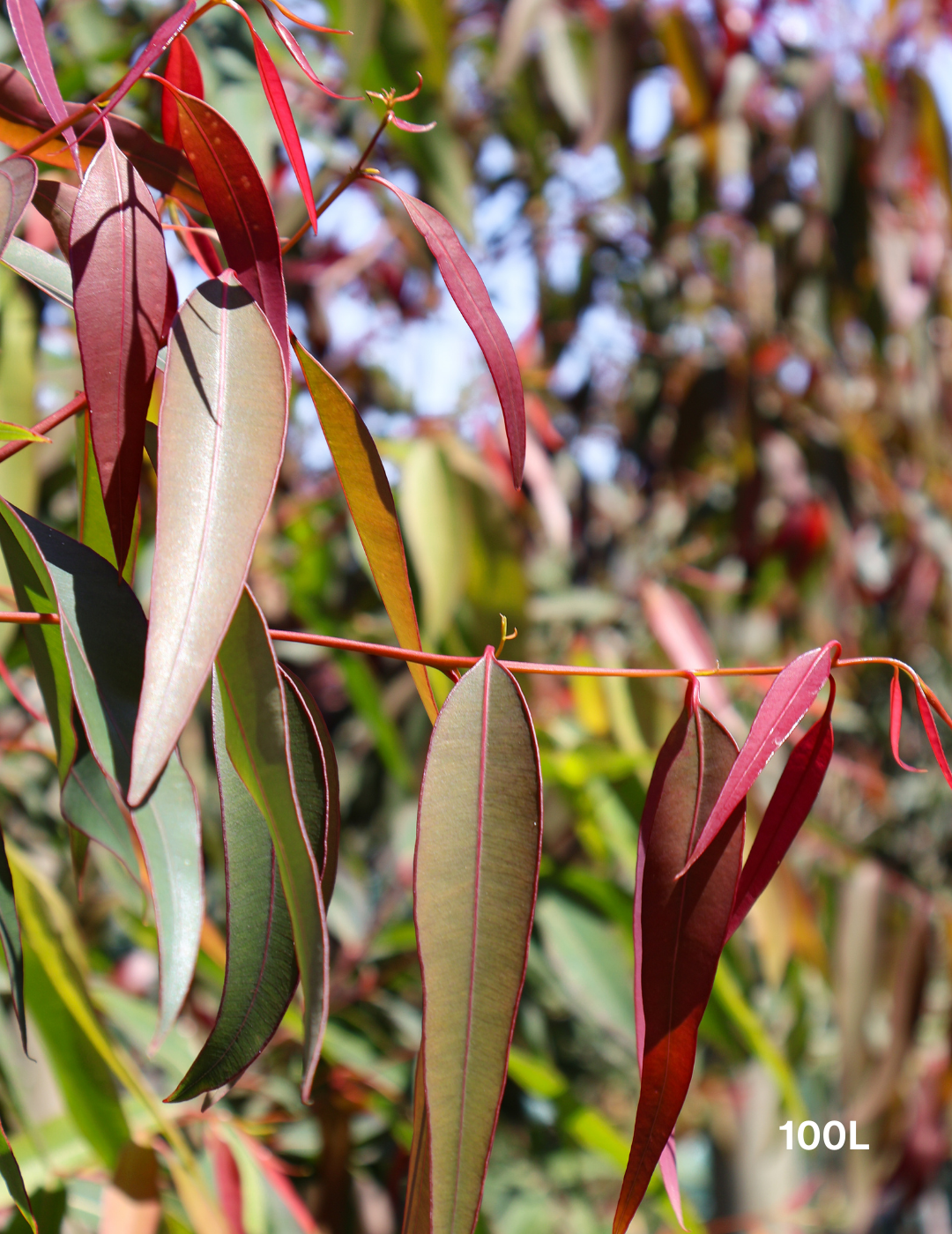 Angophora costata - Sydney Red Gum - Evergreen Trees Direct