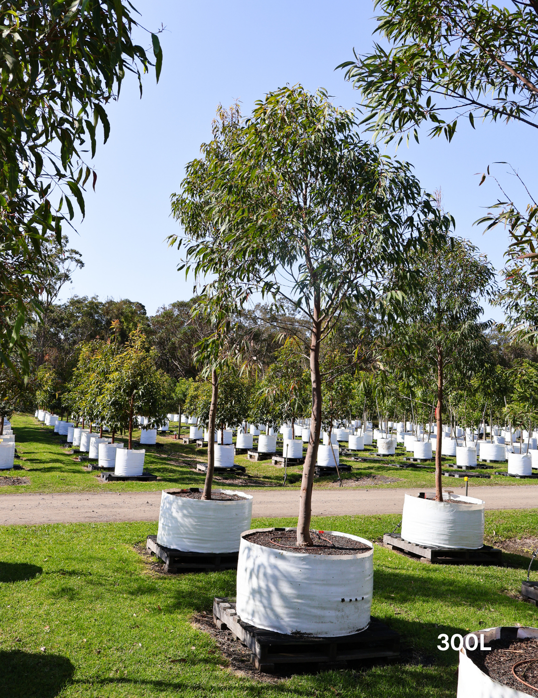 Angophora costata - Sydney Red Gum - Evergreen Trees Direct