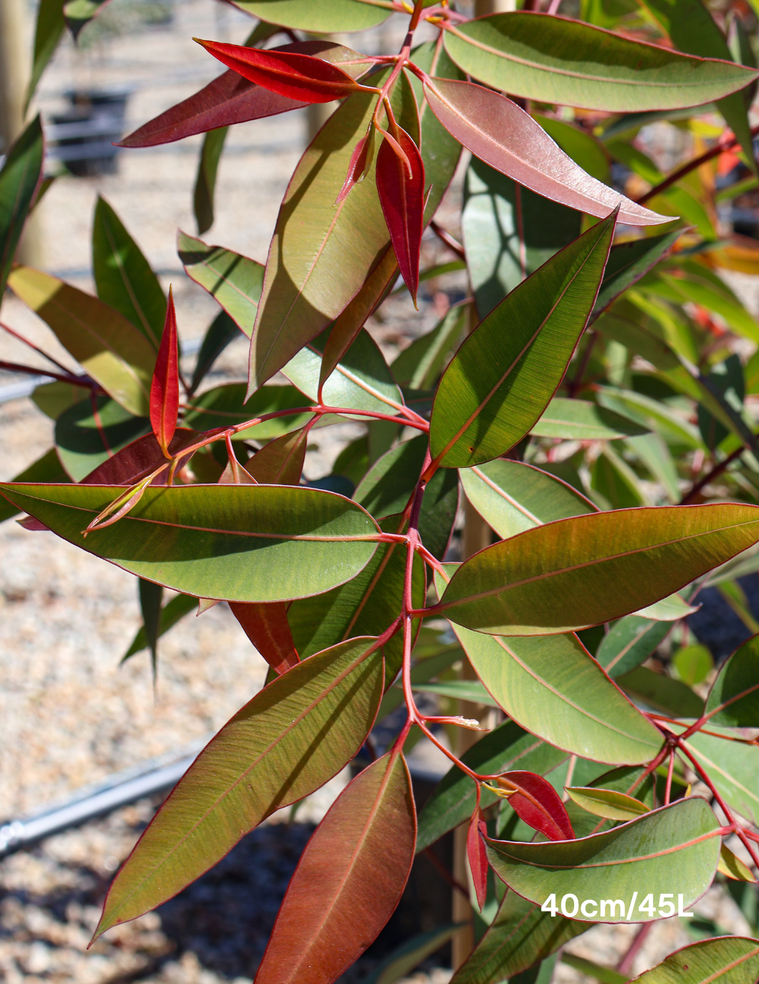 Angophora costata - Sydney Red Gum - Evergreen Trees Direct