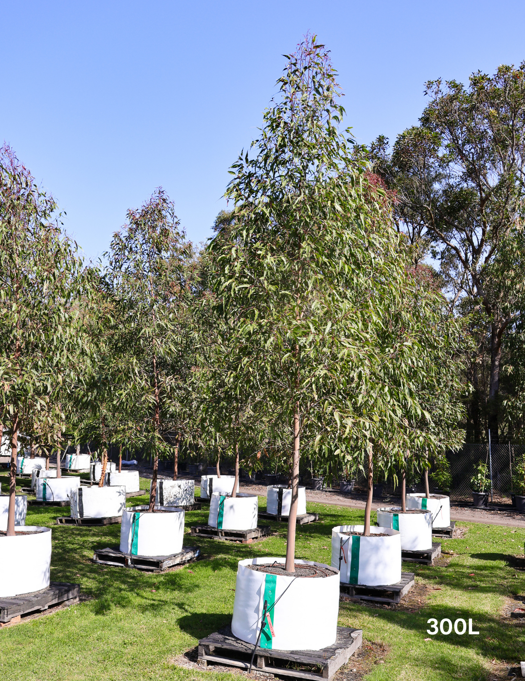 Angophora costata - Sydney Red Gum - Evergreen Trees Direct